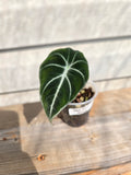 Black Velvet Alocasia