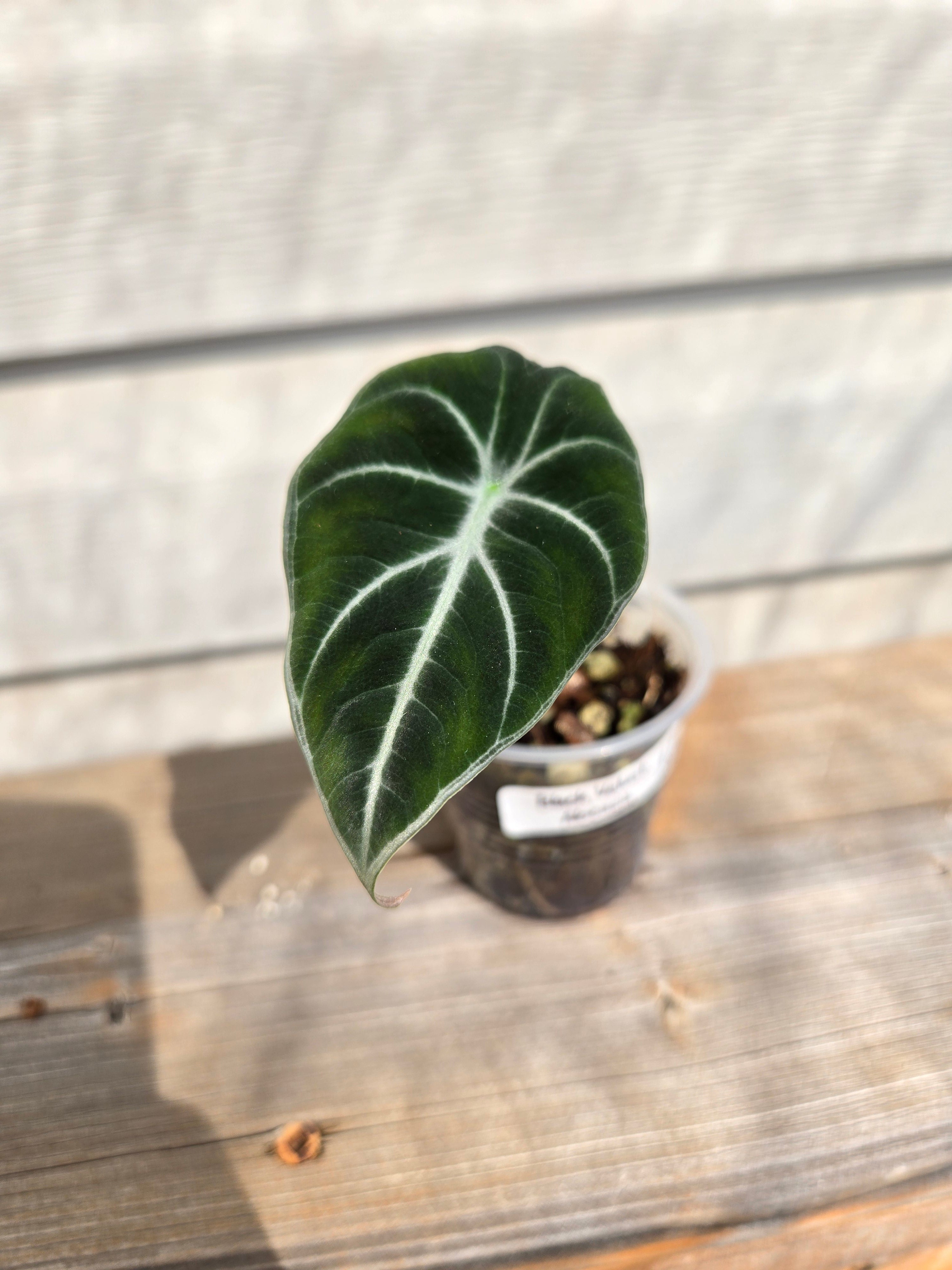 Black Velvet Alocasia