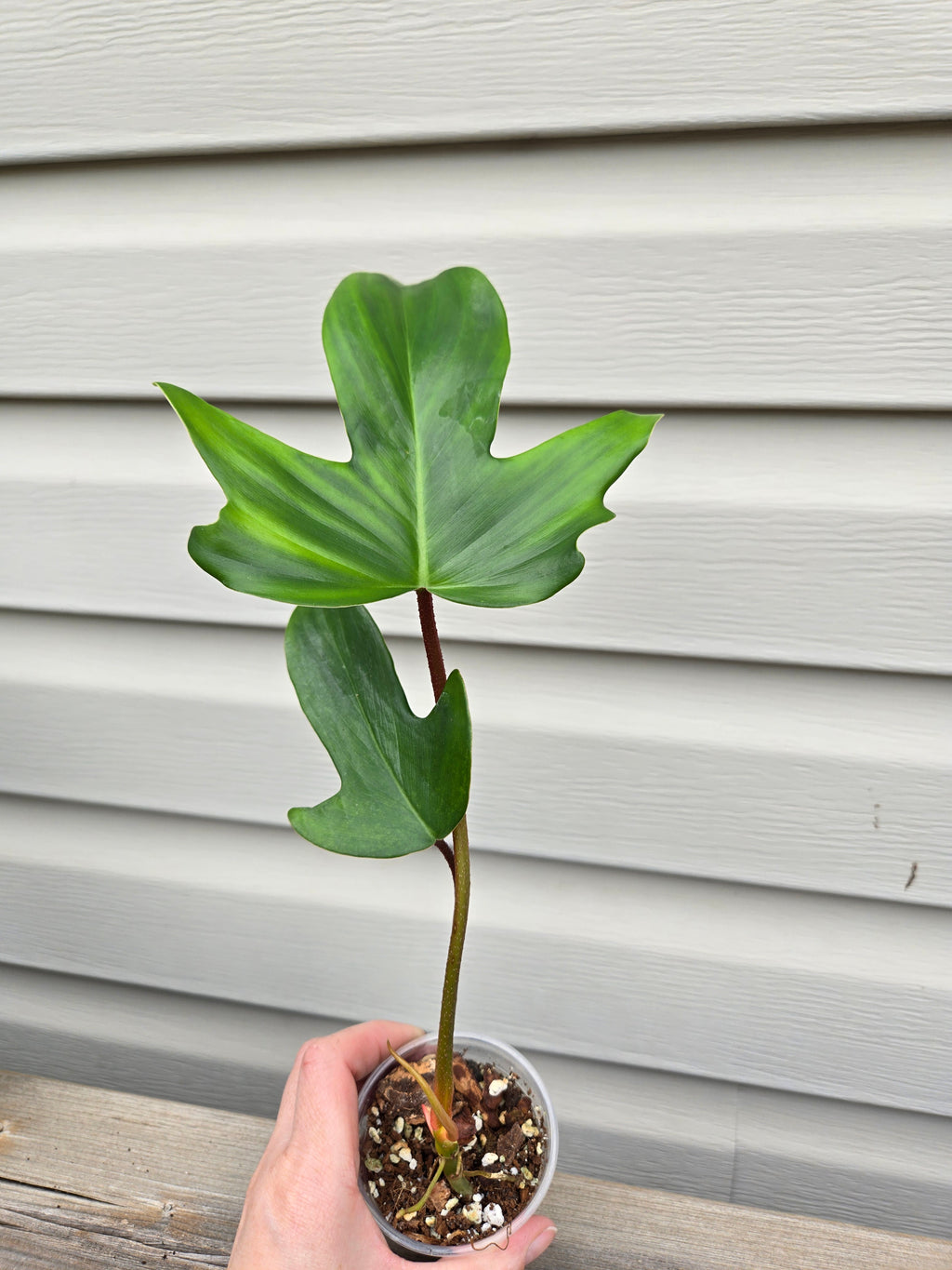 Philodendron Florida