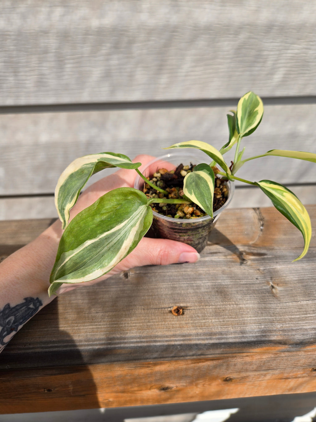 Philodendron Rio Variegated Brasil