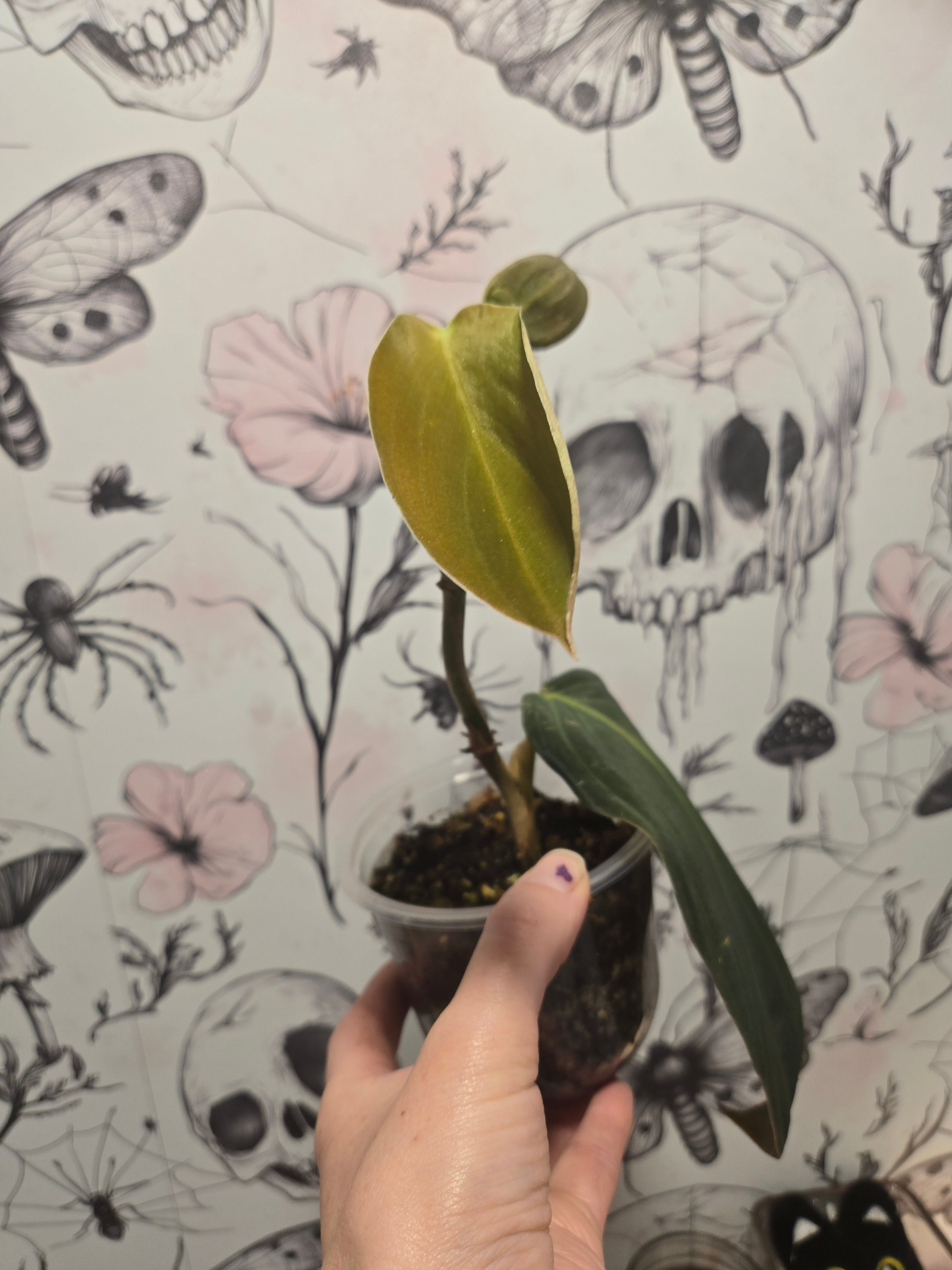 Philodendron Gigas