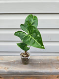 Galaxy Panda Syngonium- Syngonium Galaxy Panda