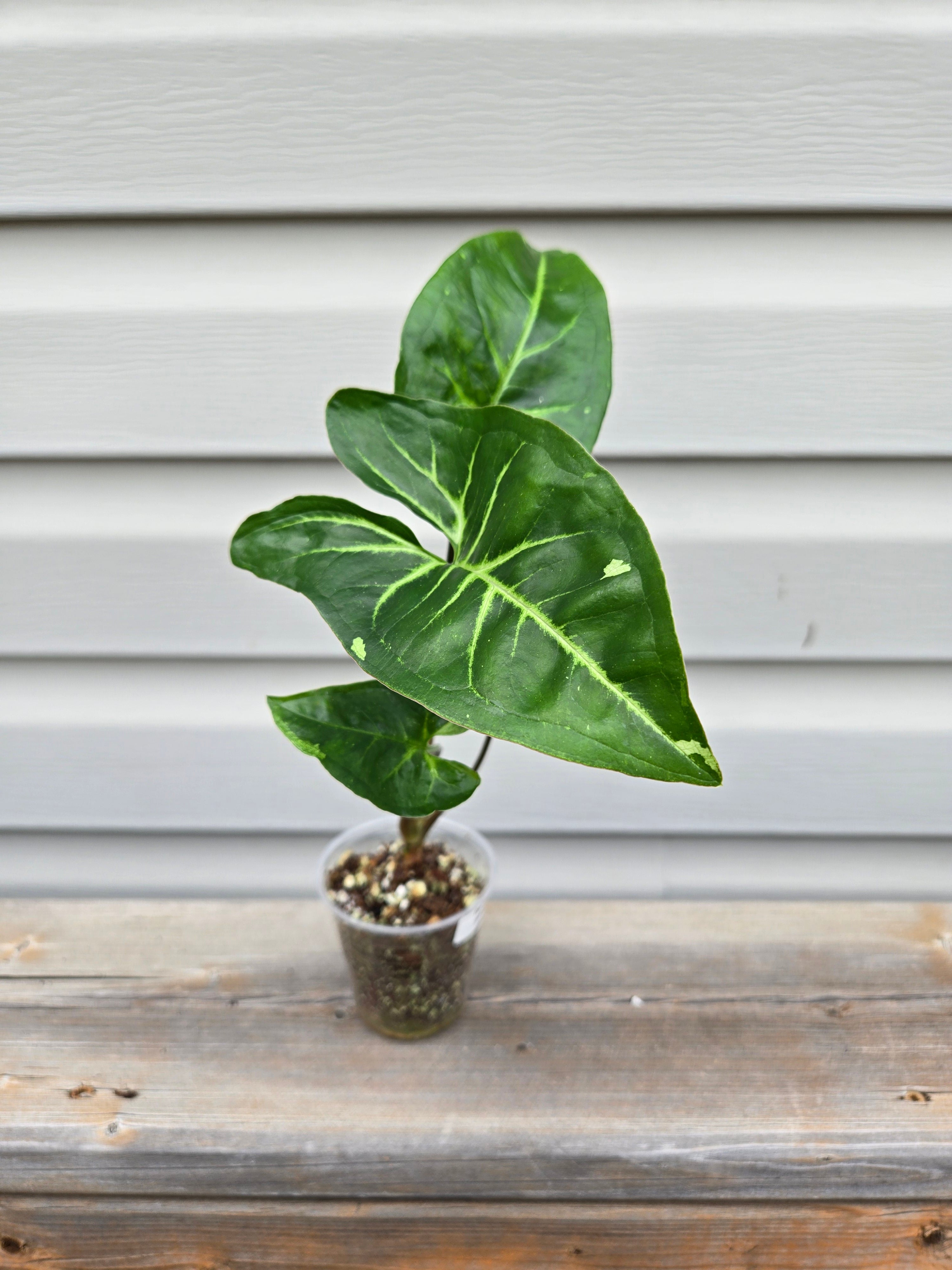 Galaxy Panda Syngonium- Syngonium Galaxy Panda