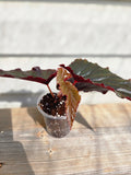 Arabian Sunset Begonia - Black Magic Begonia