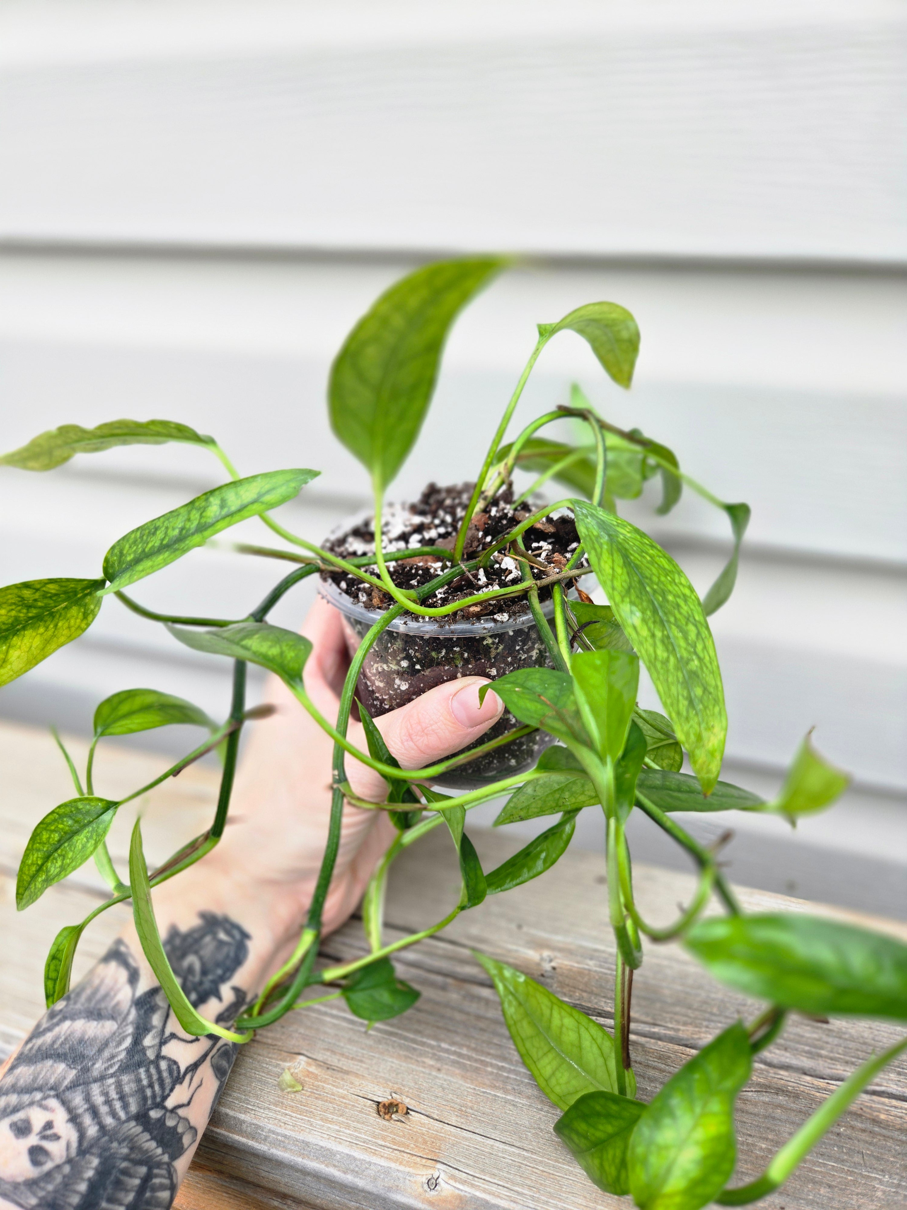 Skeleton Key Pothos - Epipremnum Pinnatum Skeleton key