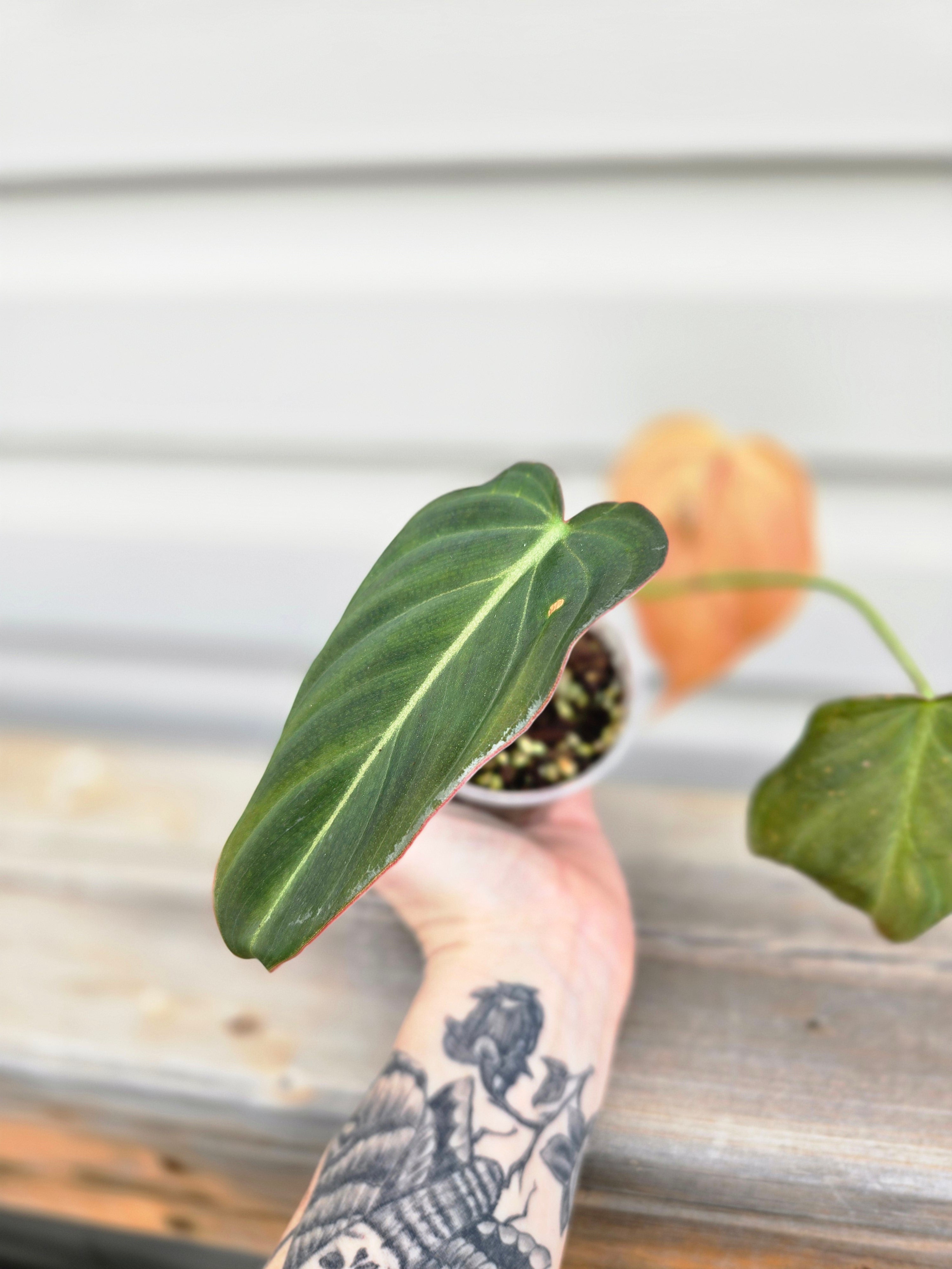 Philodendron Melanochrysum