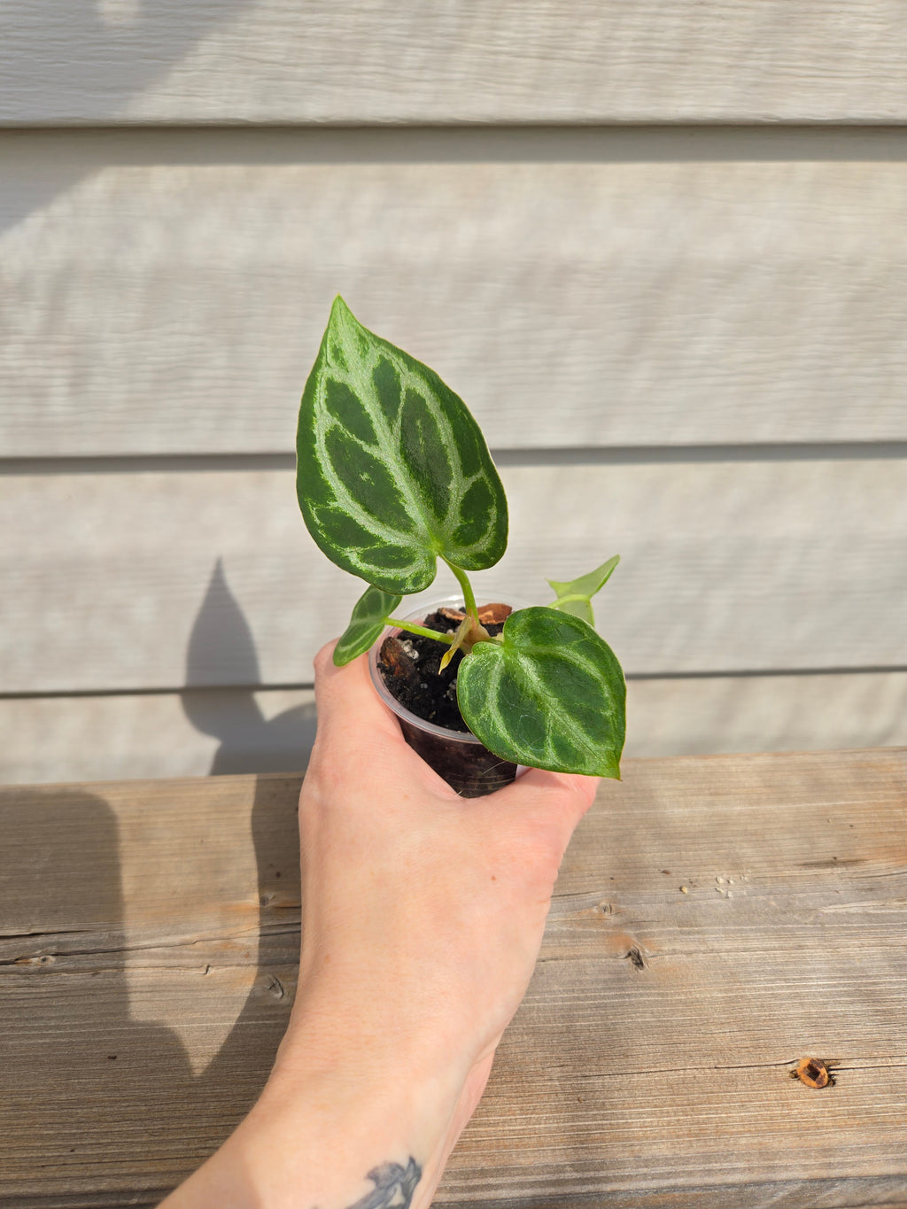 Crystallinum x Dorayaki Anthurium