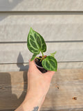 Crystallinum x Dorayaki Anthurium