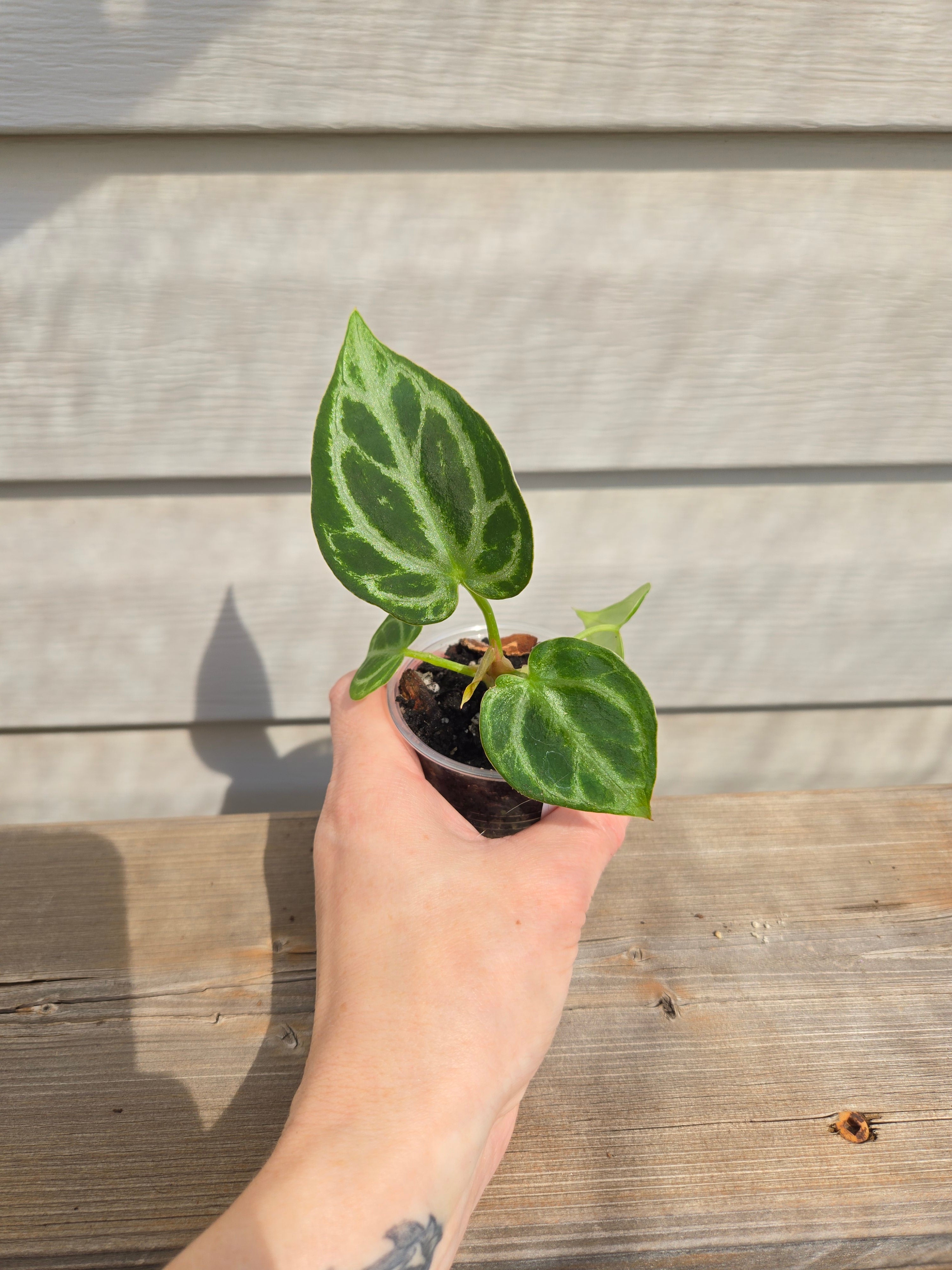 Crystallinum x Dorayaki Anthurium