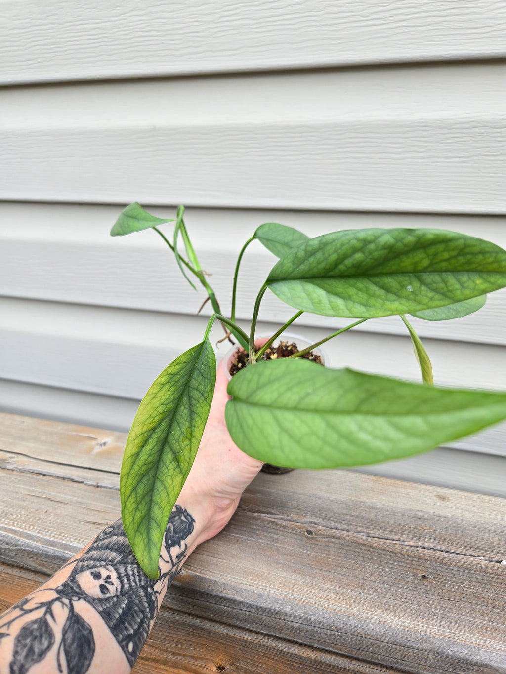 Cebu Blue Pothos - Epipremnum Pinnatum Cebu Blue