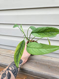 Cebu Blue Pothos - Epipremnum Pinnatum Cebu Blue