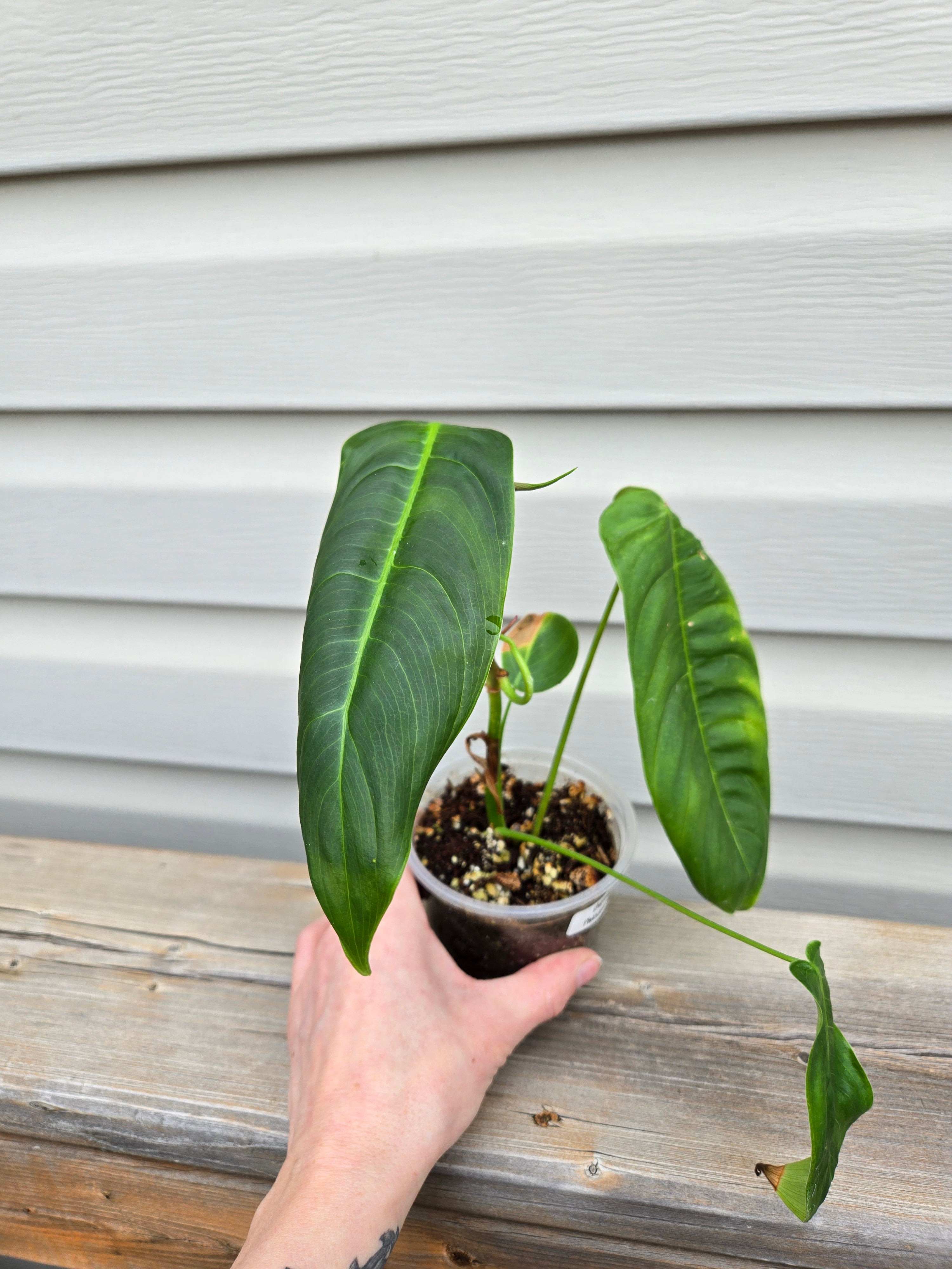 Philodendron Sharoniae - Sharoniae Philodendron