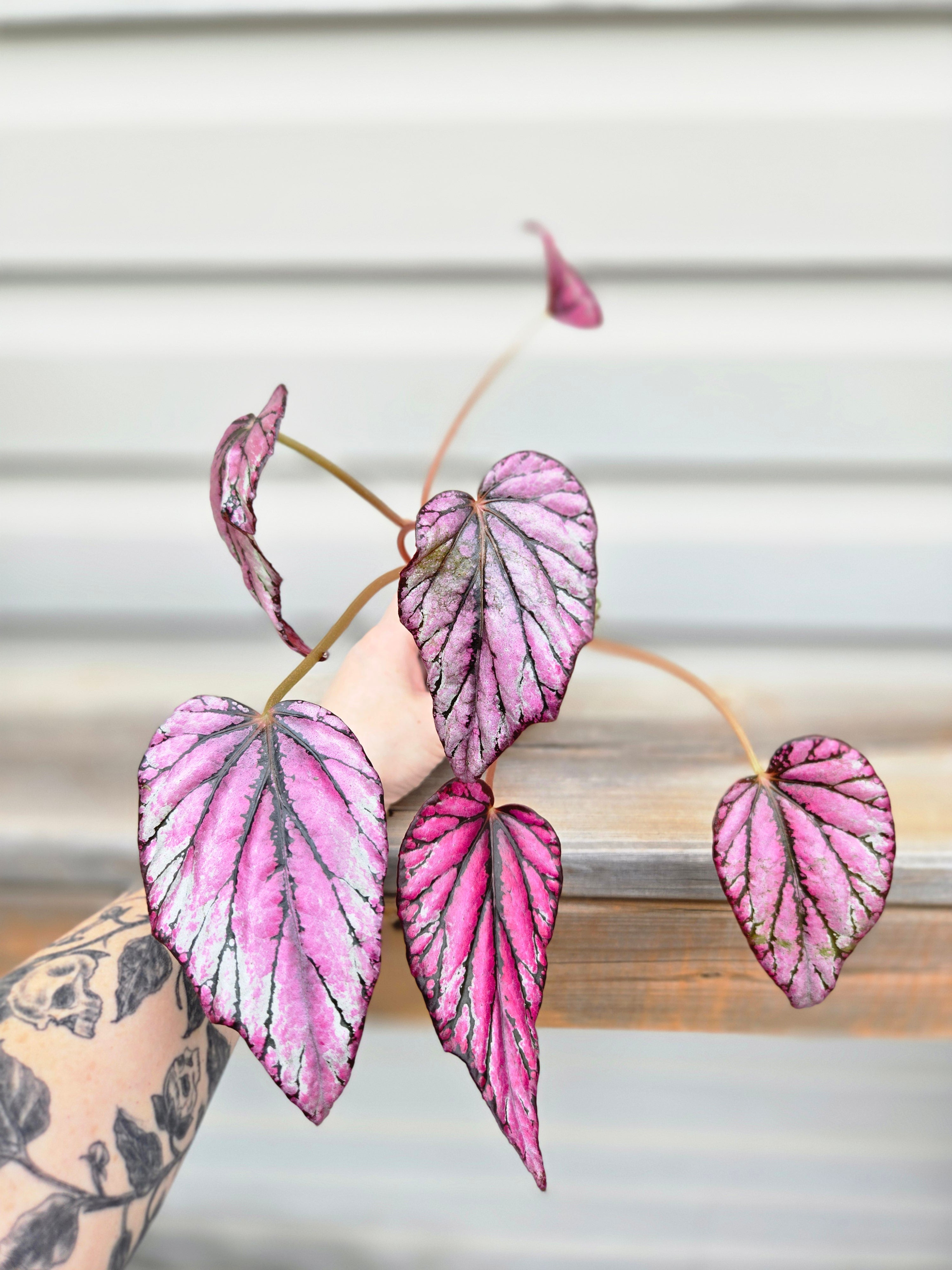 Begonia McLaughlin Rex