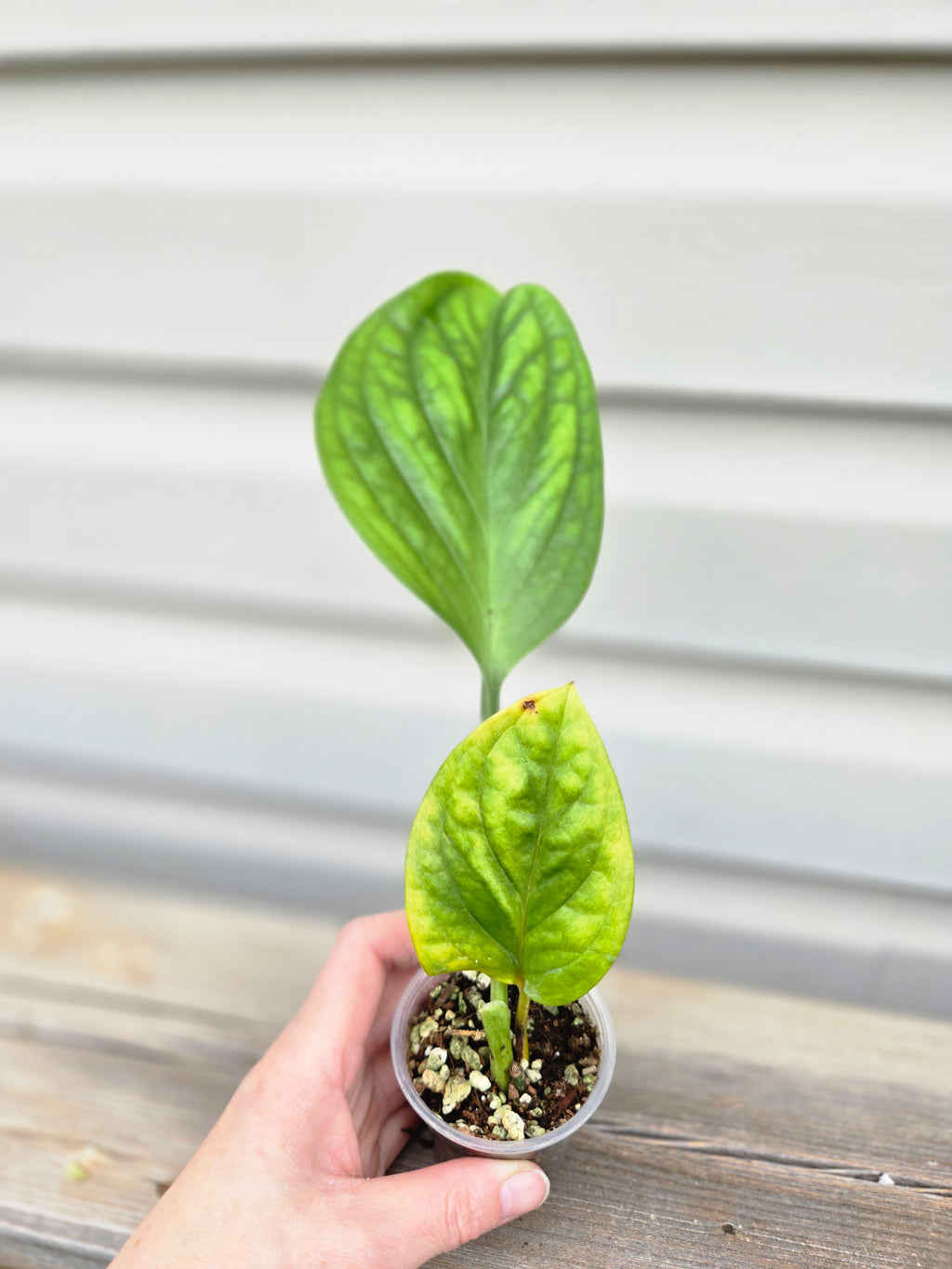 Peru Variegated Monstera