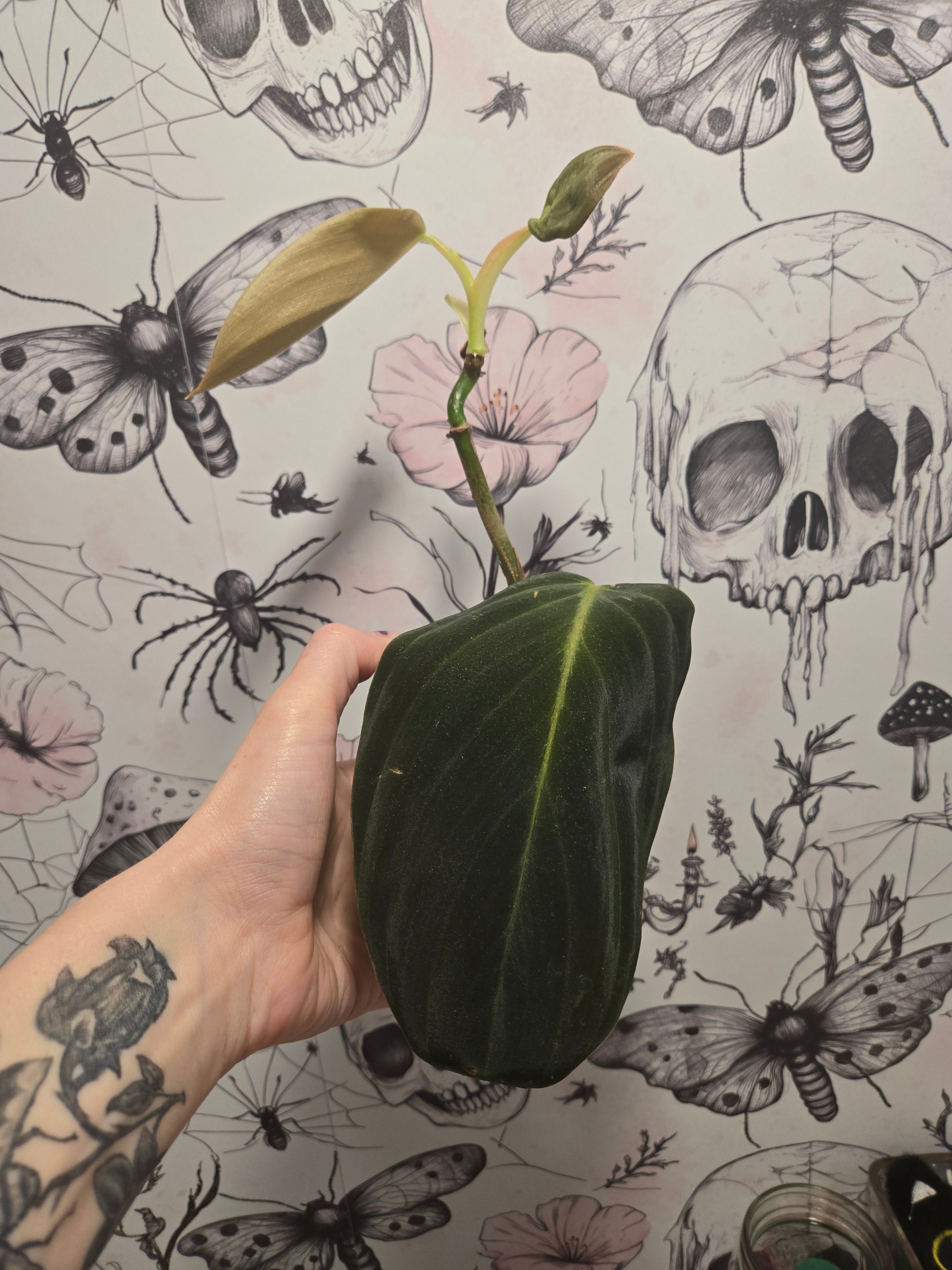 Philodendron Gigas