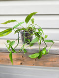 Skeleton Key Pothos - Epipremnum Pinnatum Skeleton key