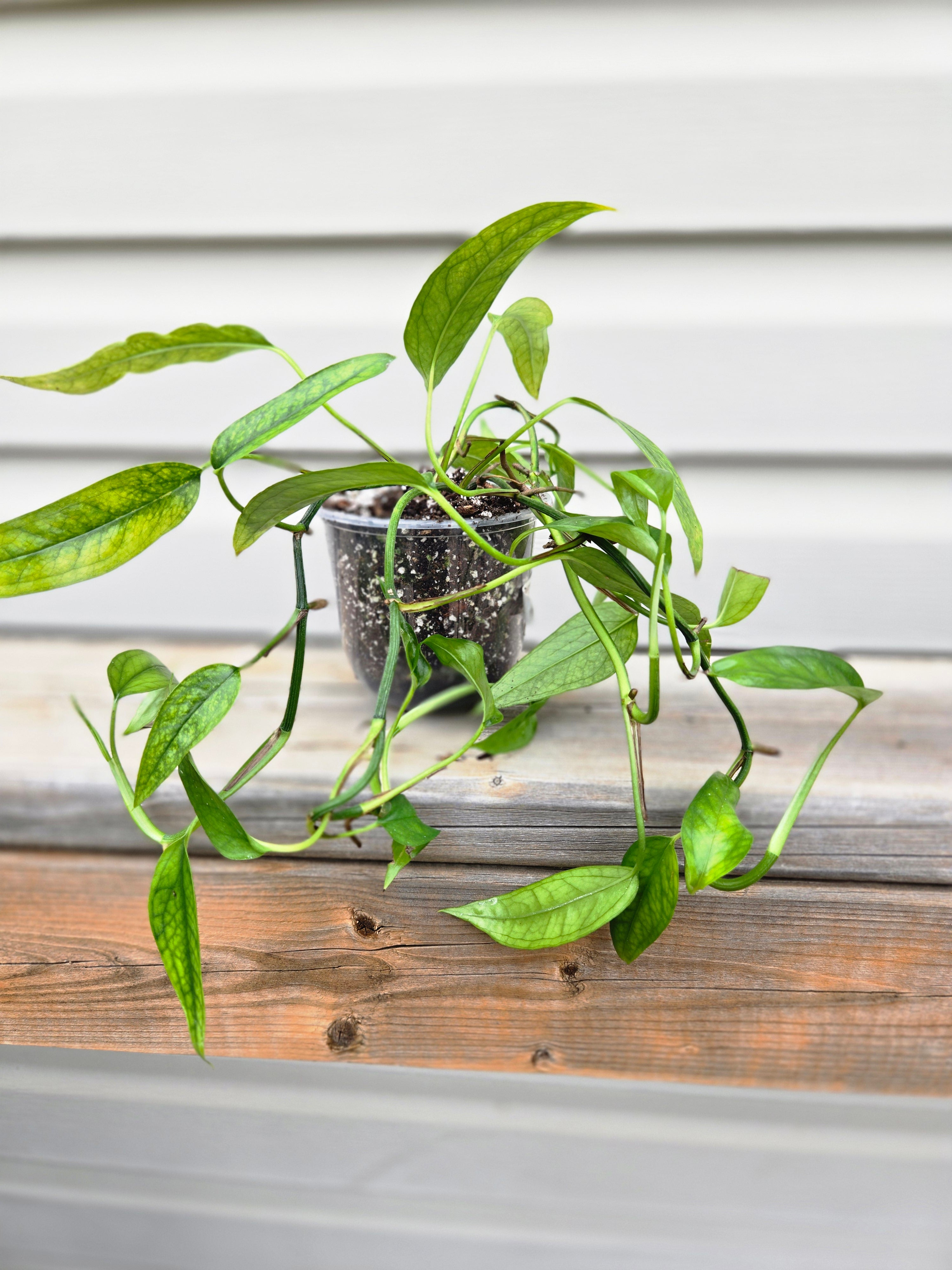 Skeleton Key Pothos - Epipremnum Pinnatum Skeleton key