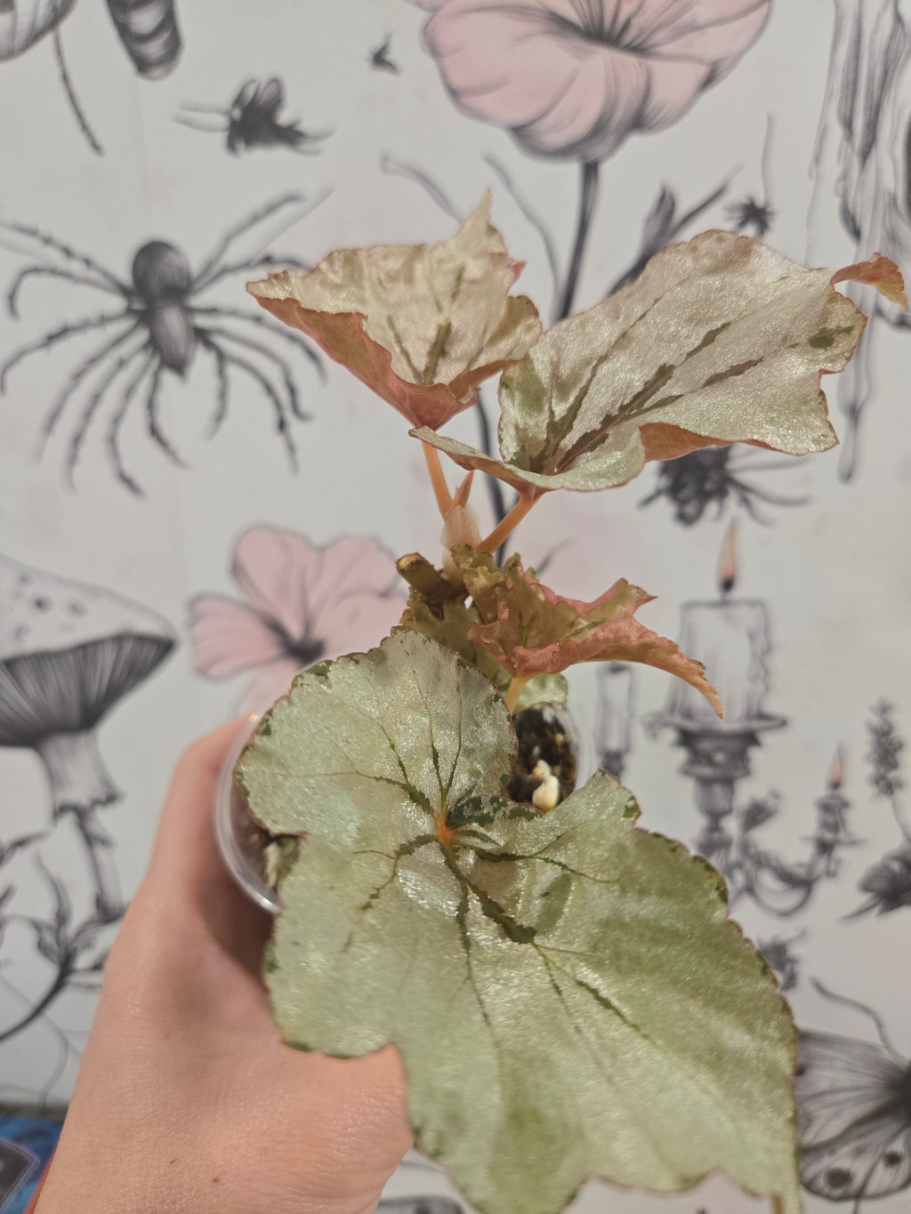 Looking Glass Begonia