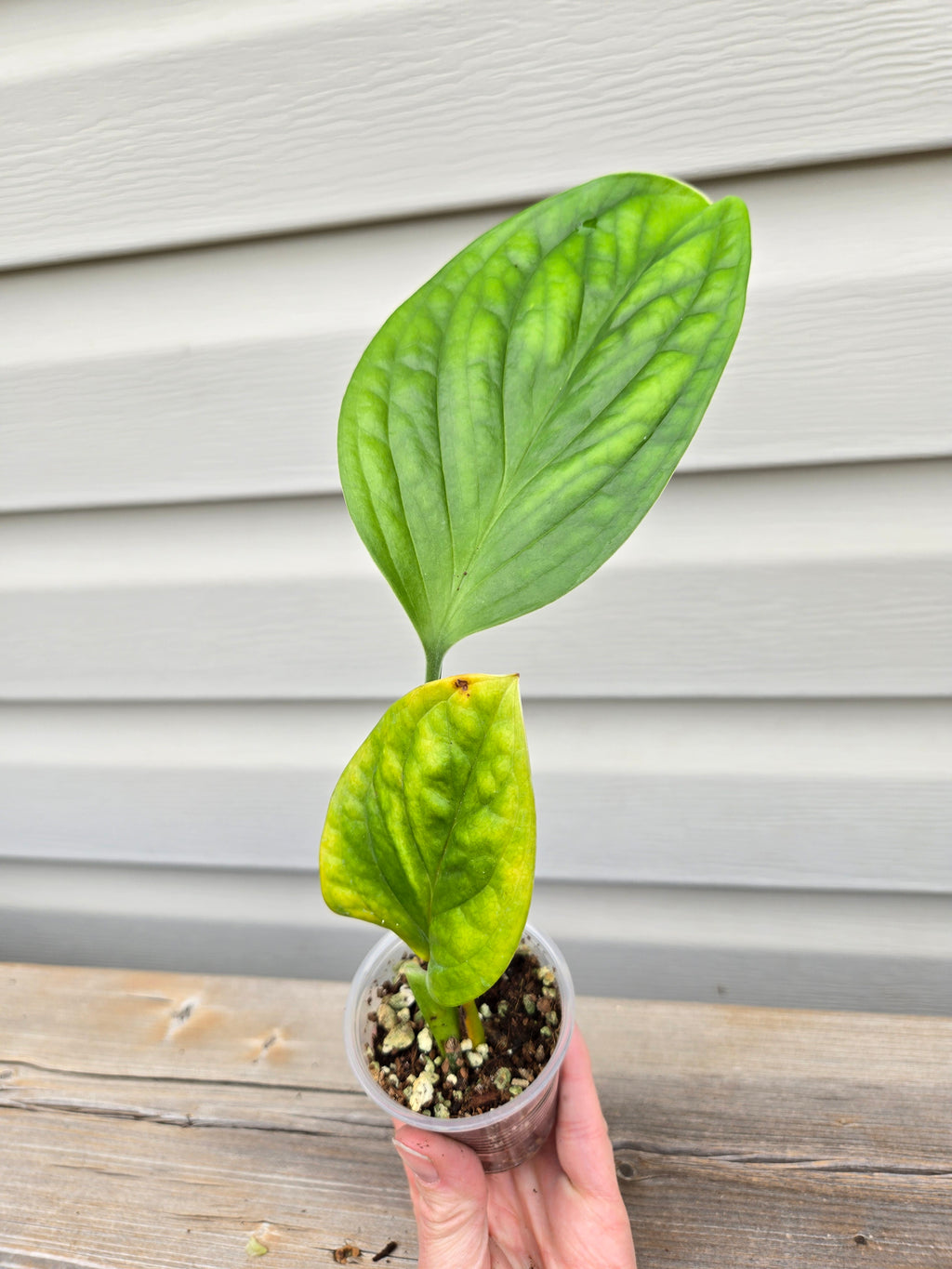 Peru Variegated Monstera