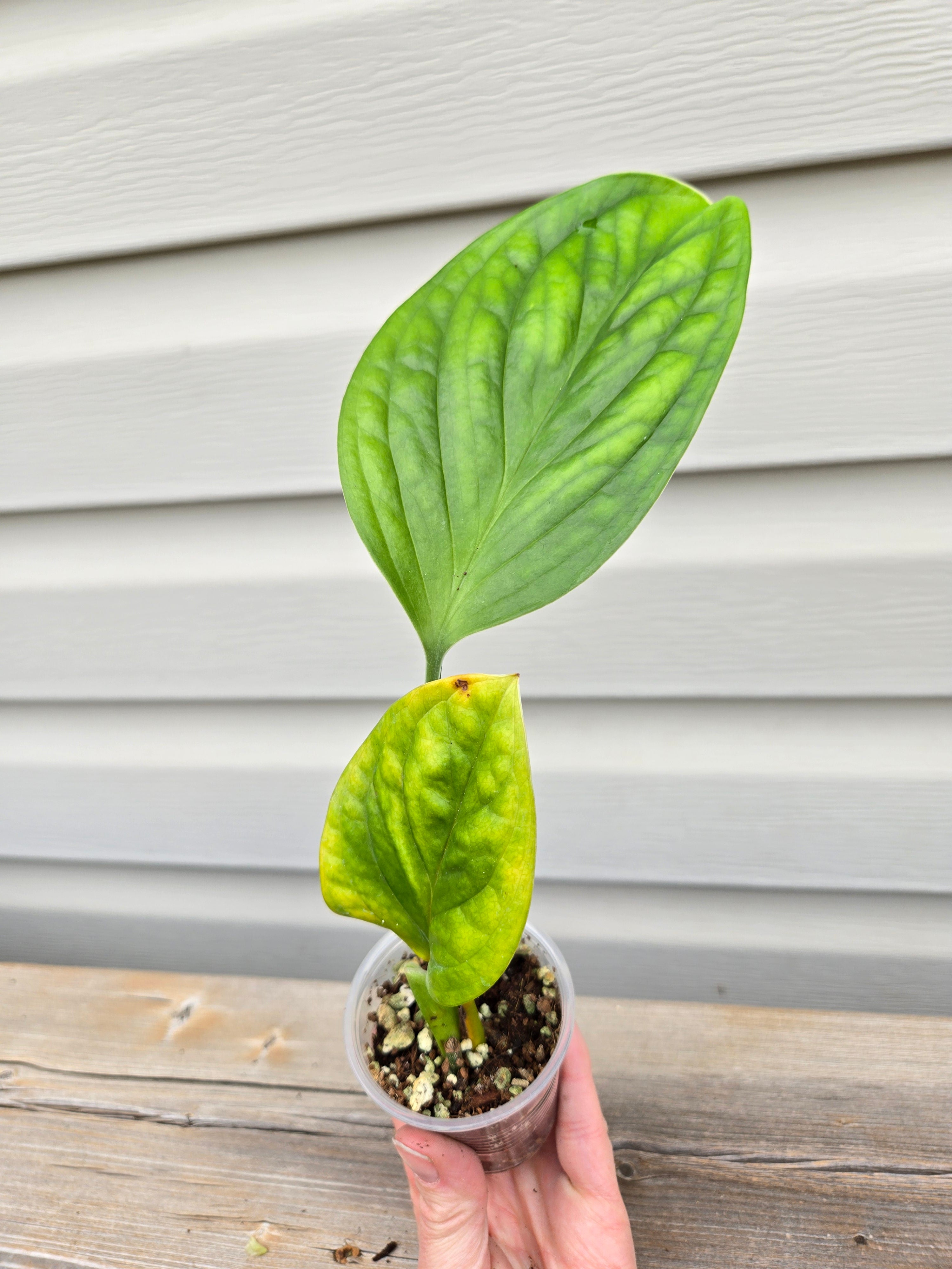 Peru Variegated Monstera
