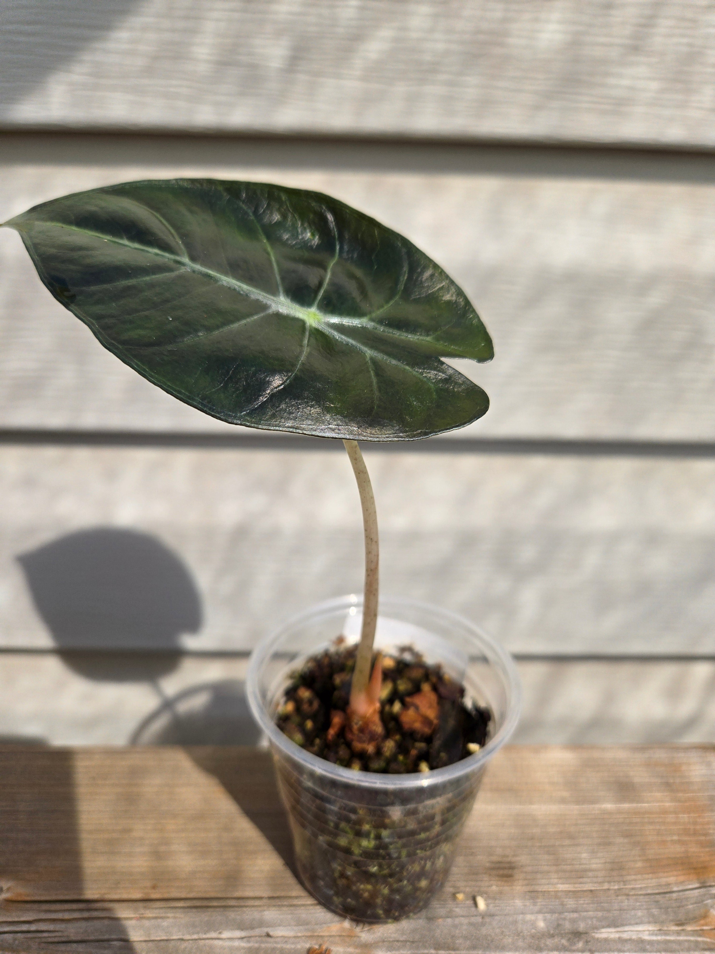 Pink Dragon Alocasia