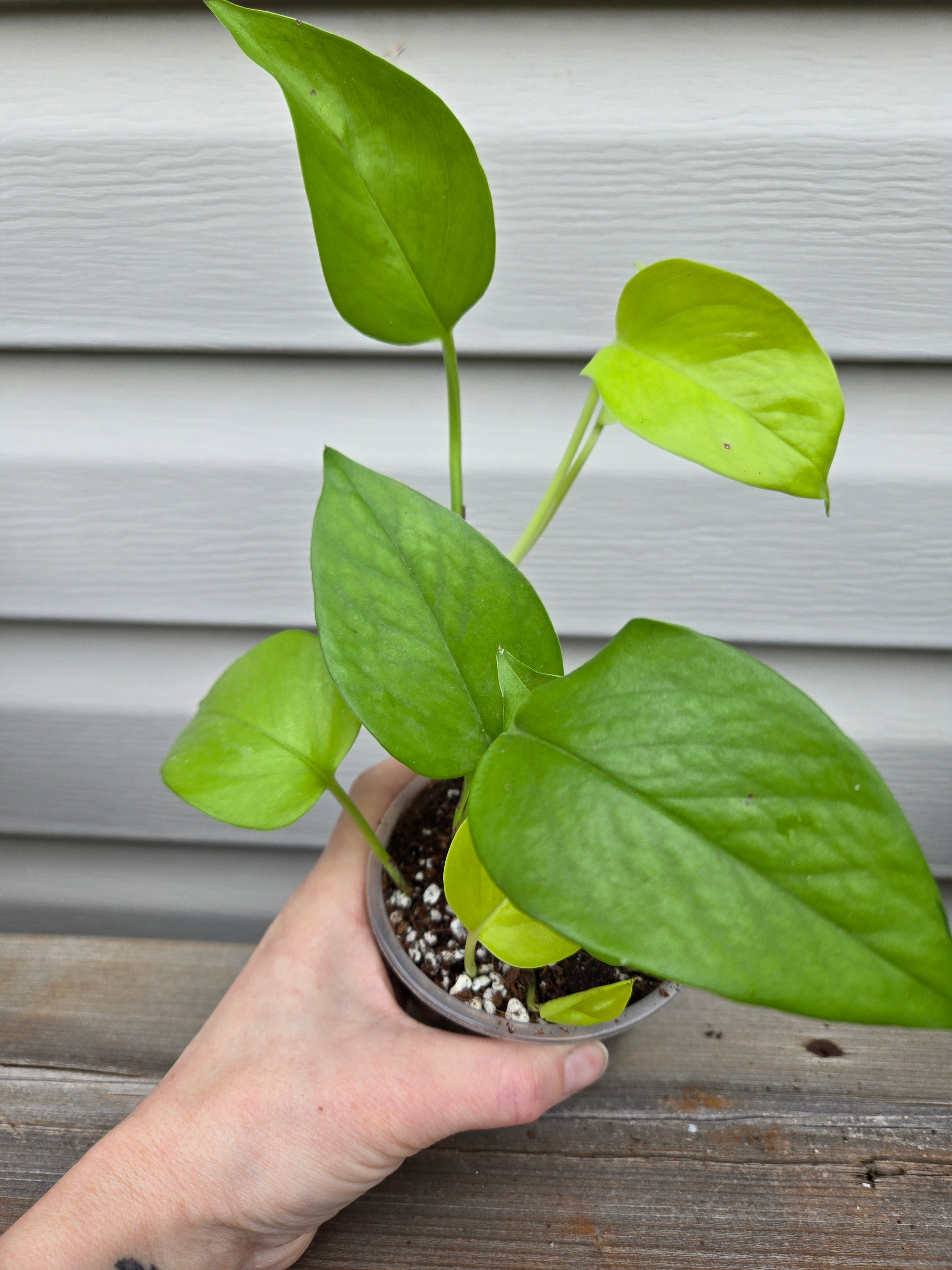 Neon Pothos - Neon Epipremnum