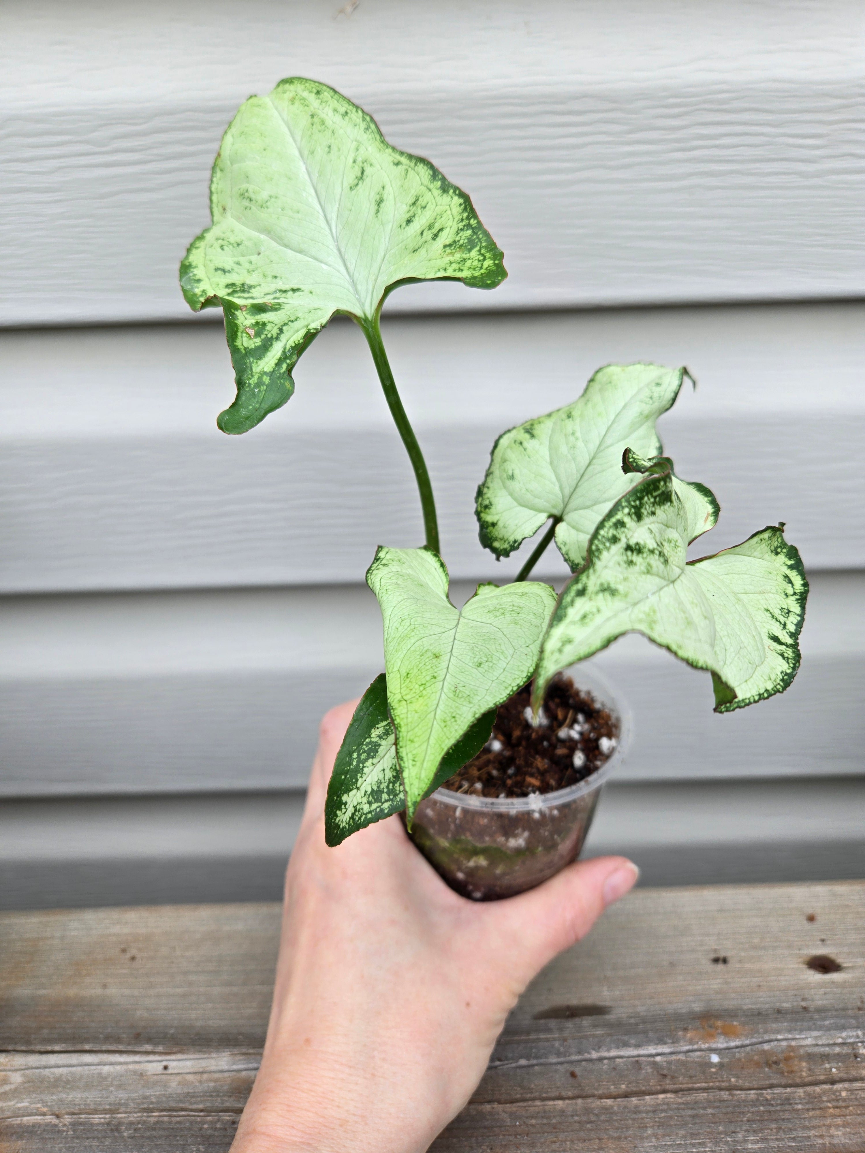 Holly Syngonium- Syngonium Holly