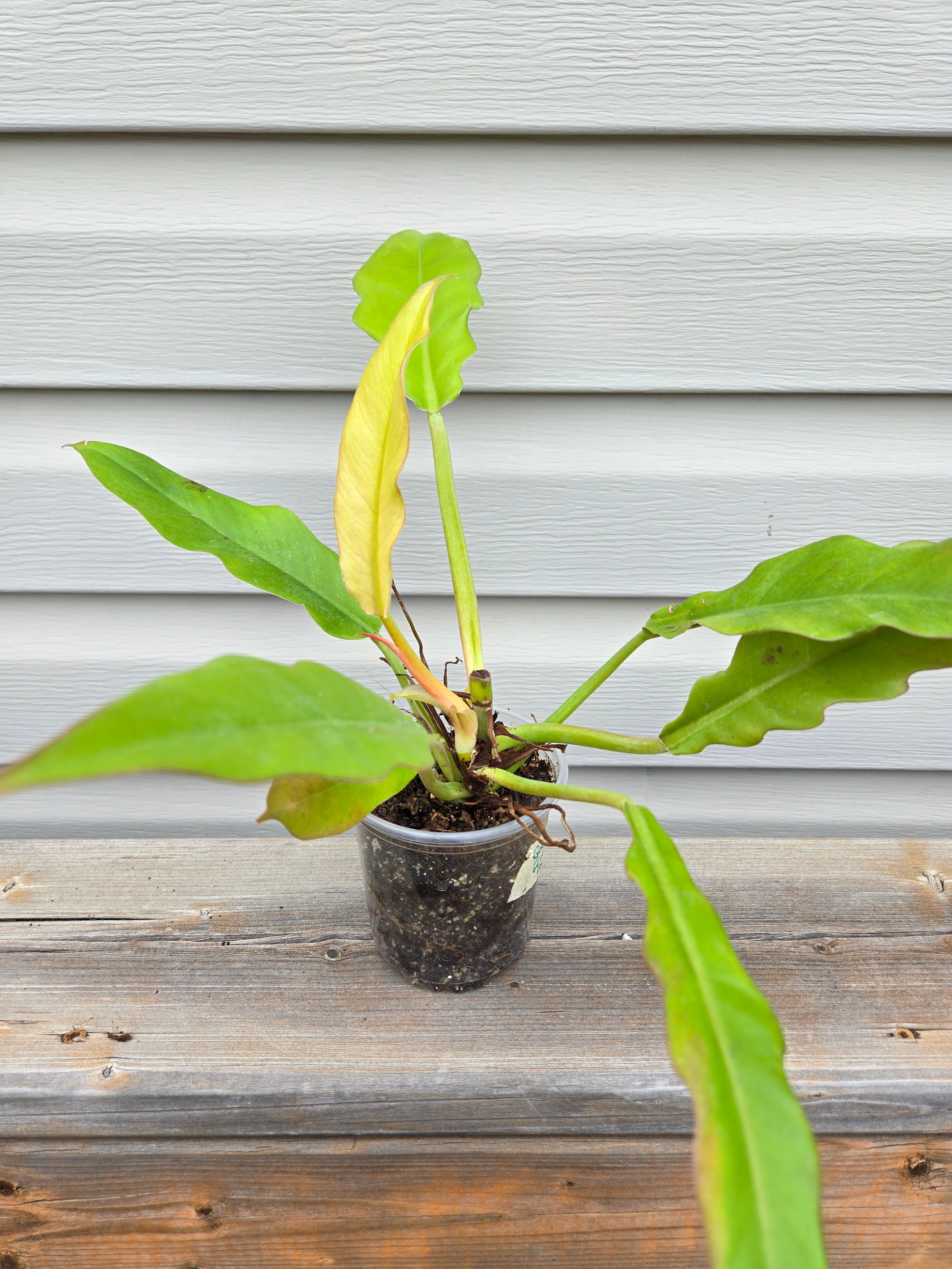 Philodendron Gold Ring - Gold Ring of Fire