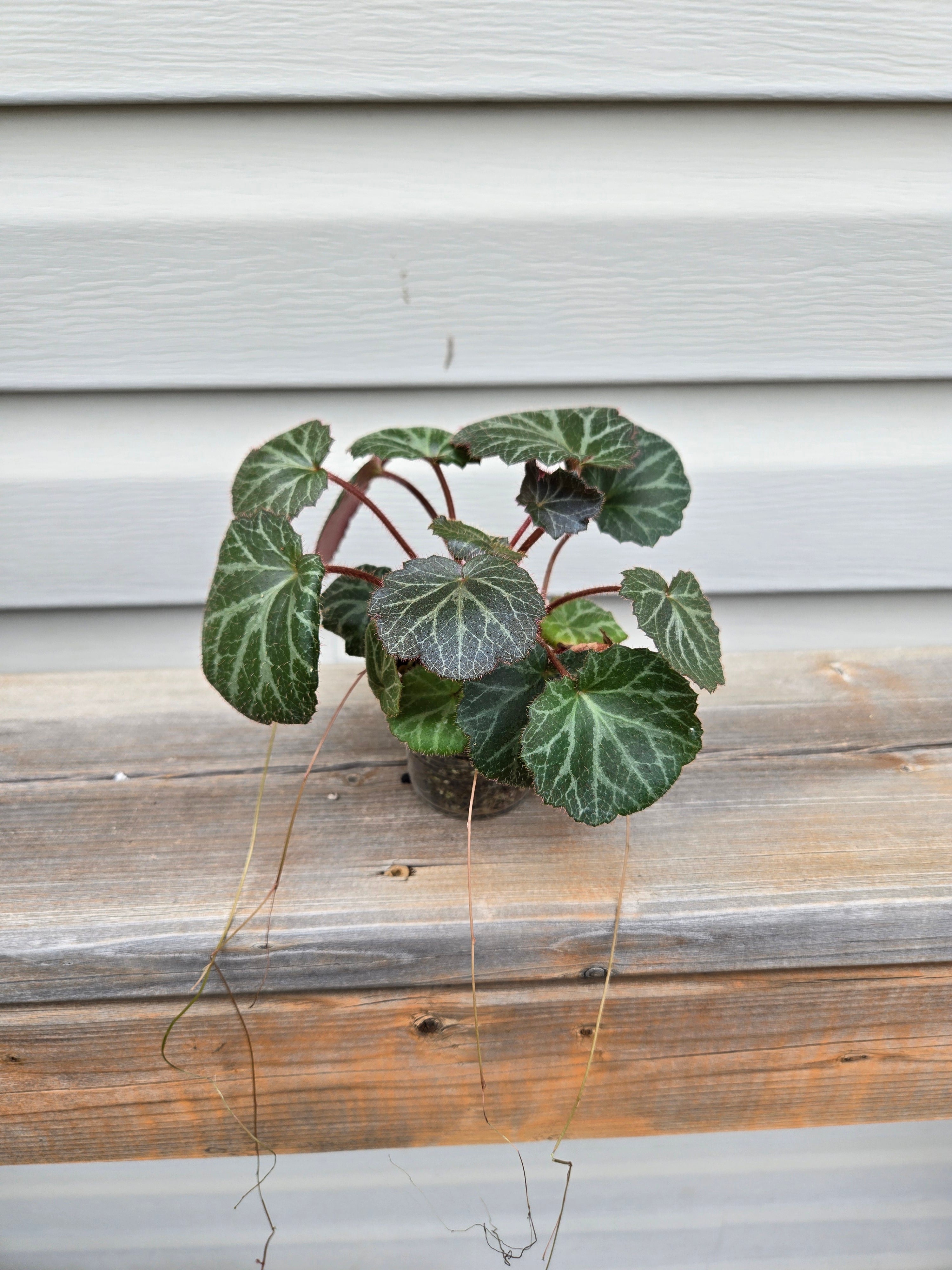 STRAWBERRY BEGONIA - Saxifraga Stolonifera