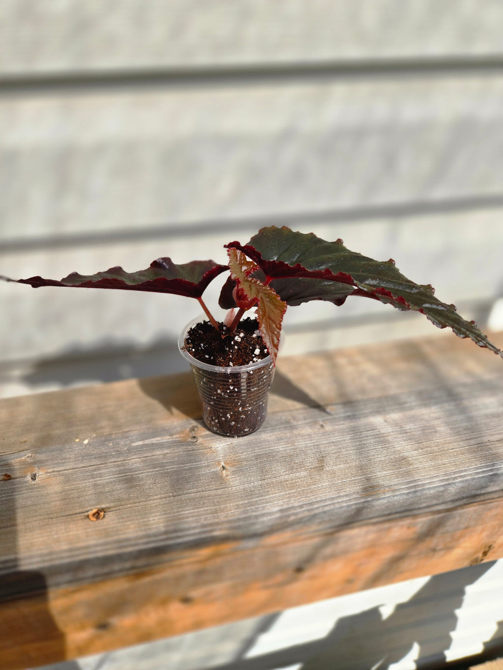 Arabian Sunset Begonia - Black Magic Begonia