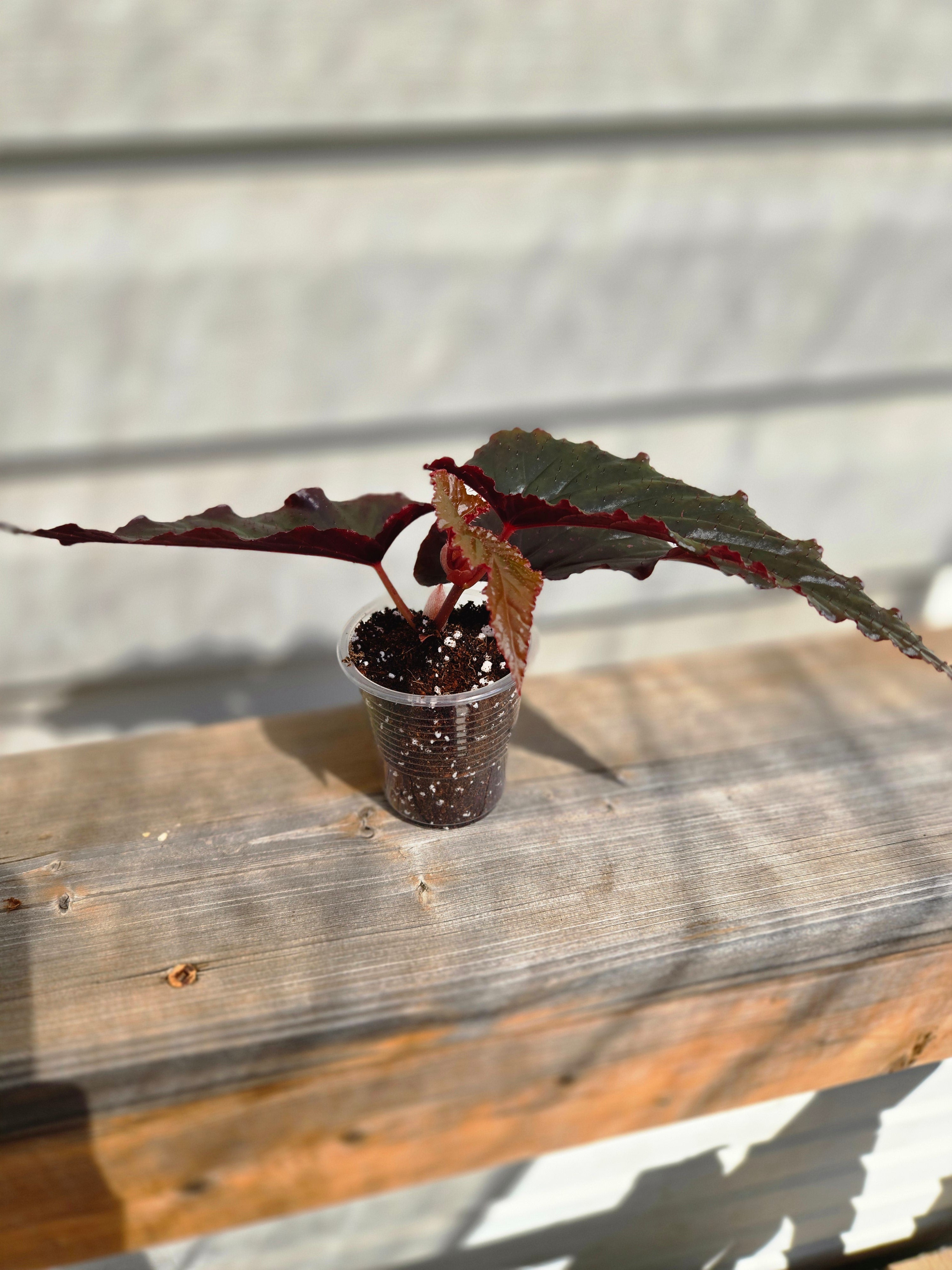 Arabian Sunset Begonia - Black Magic Begonia