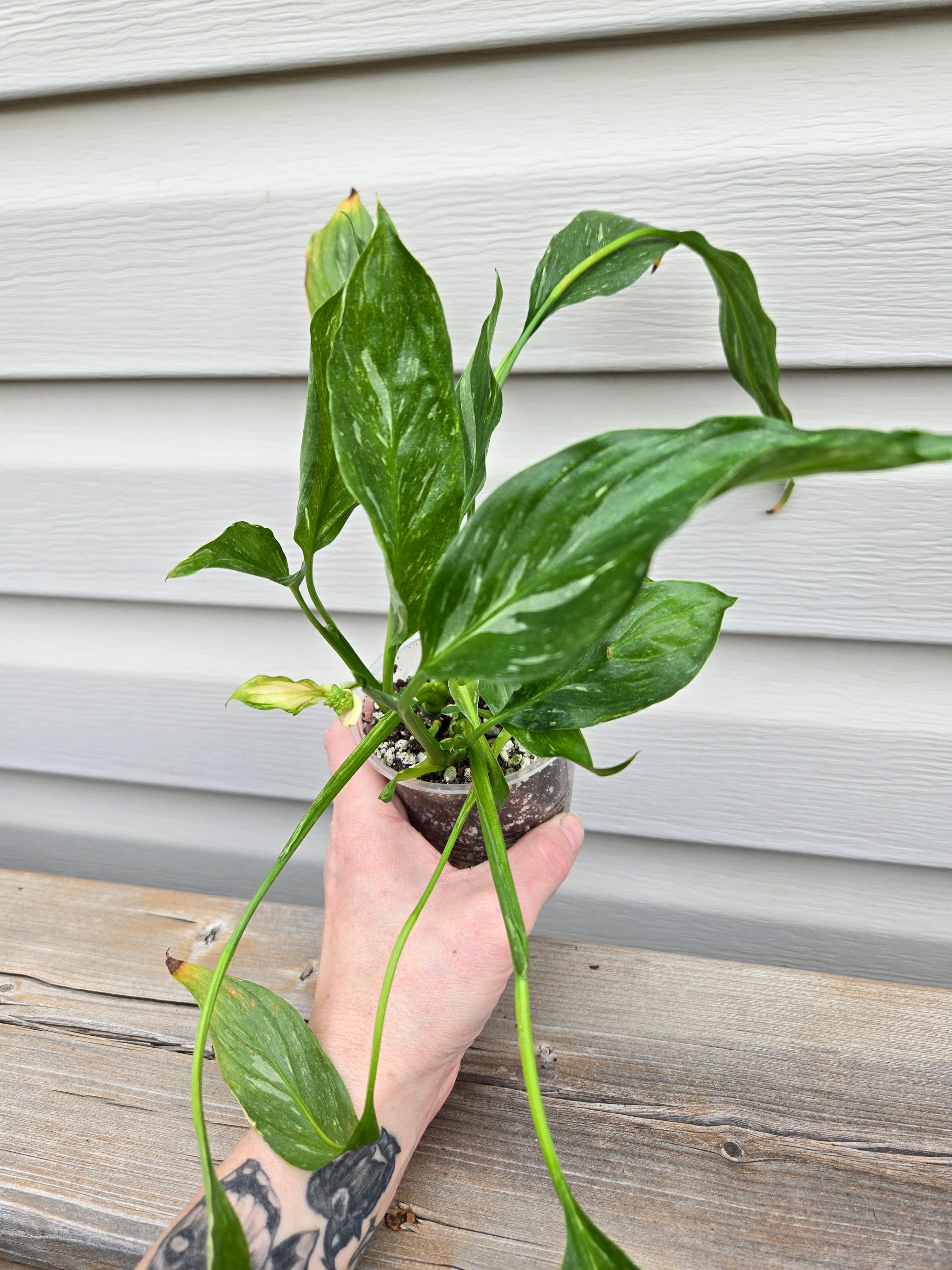 Variegated Peace lily