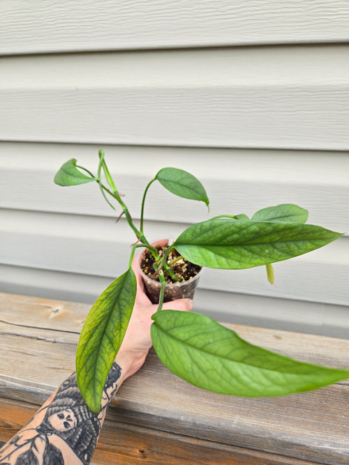 Cebu Blue Pothos - Epipremnum Pinnatum Cebu Blue