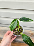 Standleyana Monstera