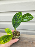 Peru Monstera