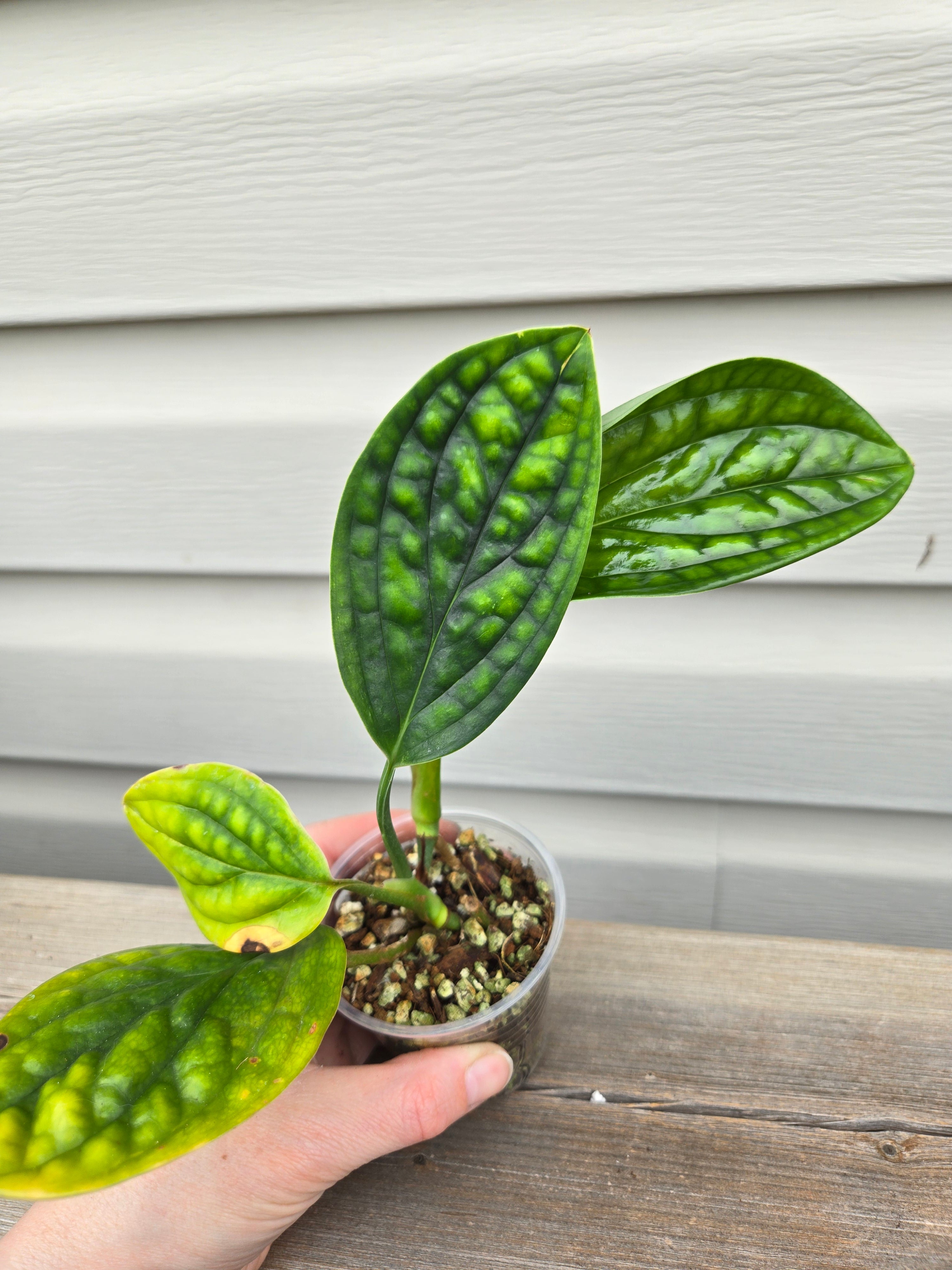 Peru Monstera