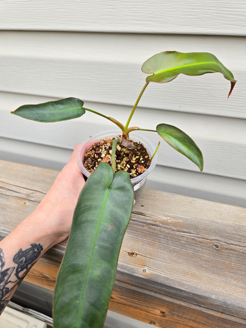 Philodendron Atabapoense