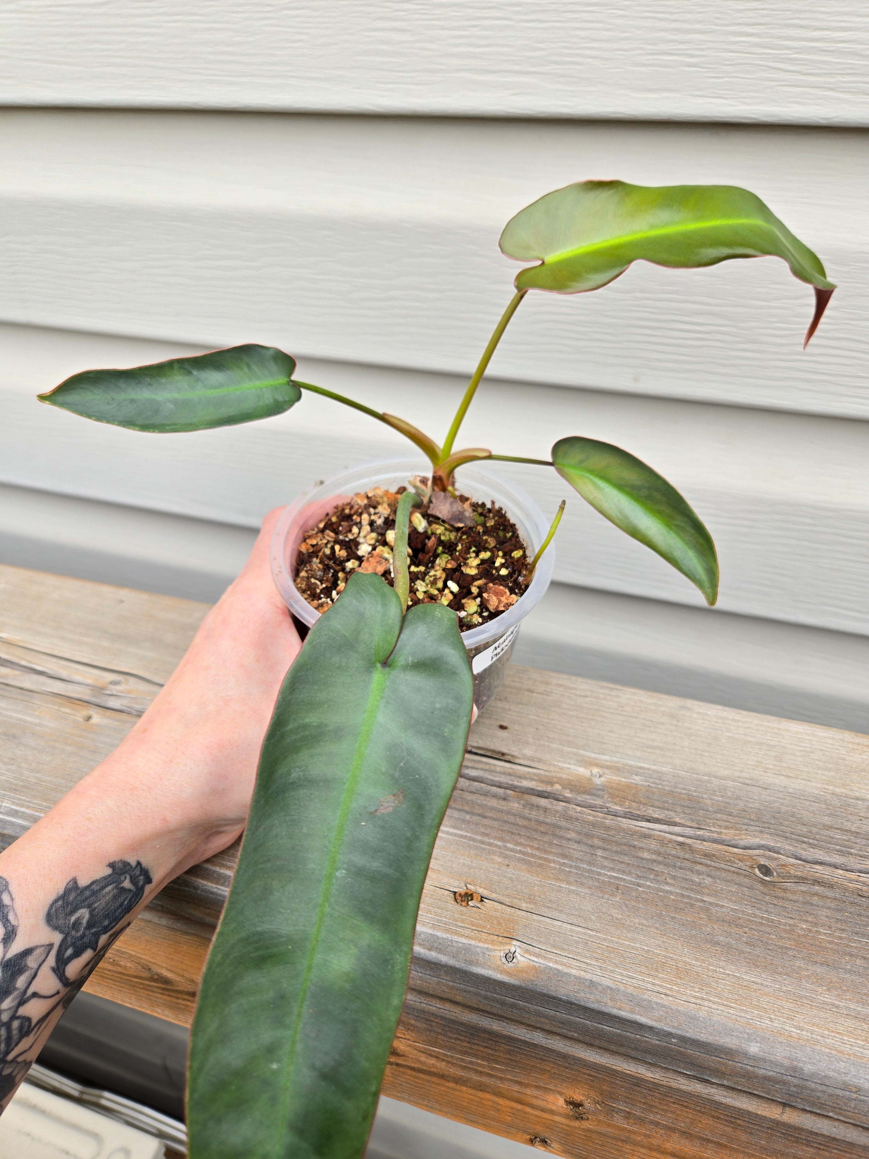 Philodendron Atabapoense