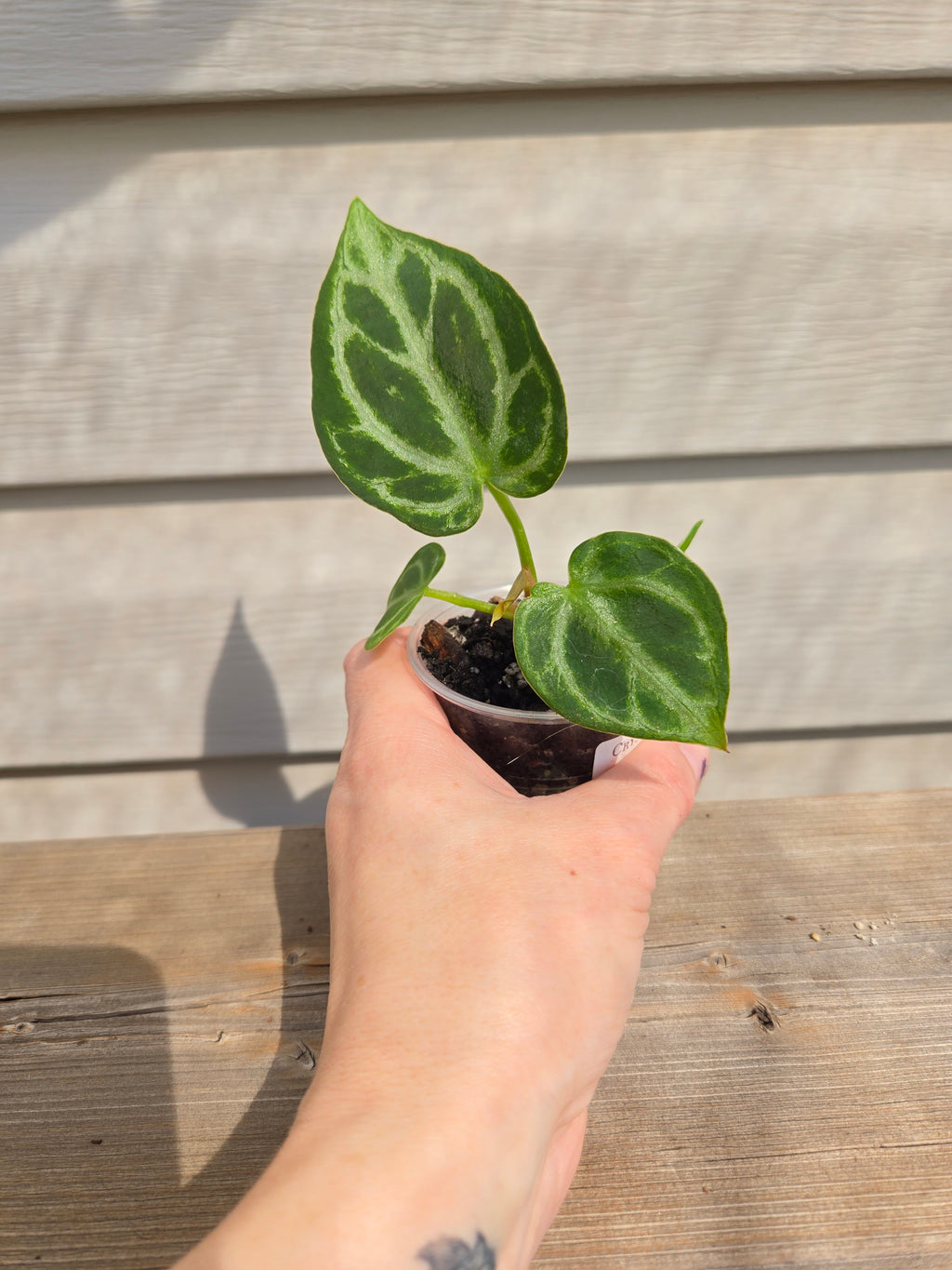 Crystallinum x Dorayaki Anthurium