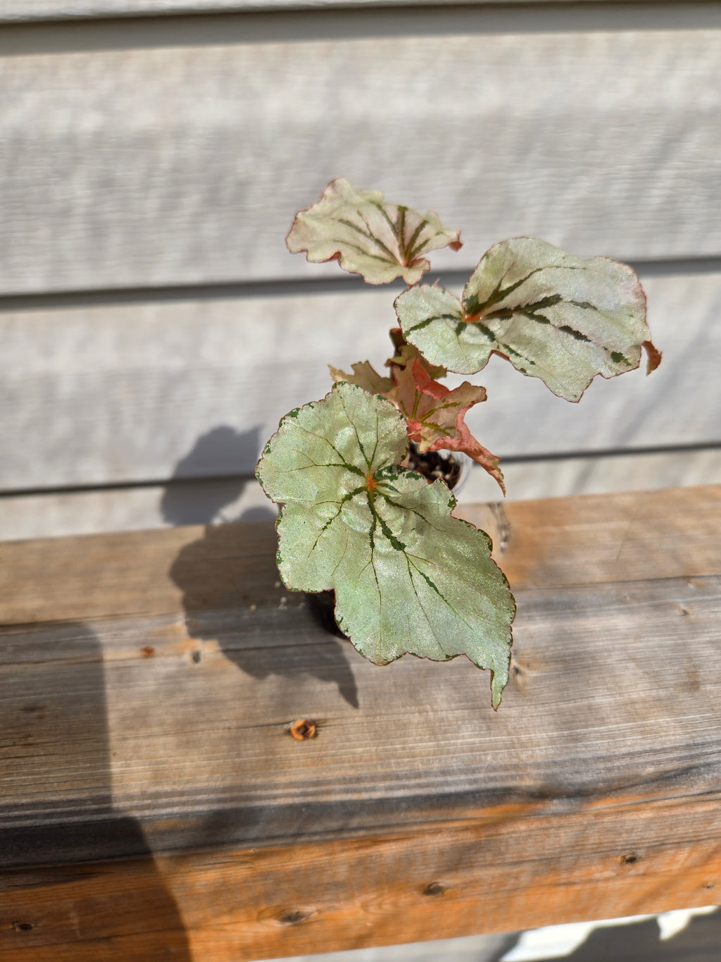 Looking Glass Begonia