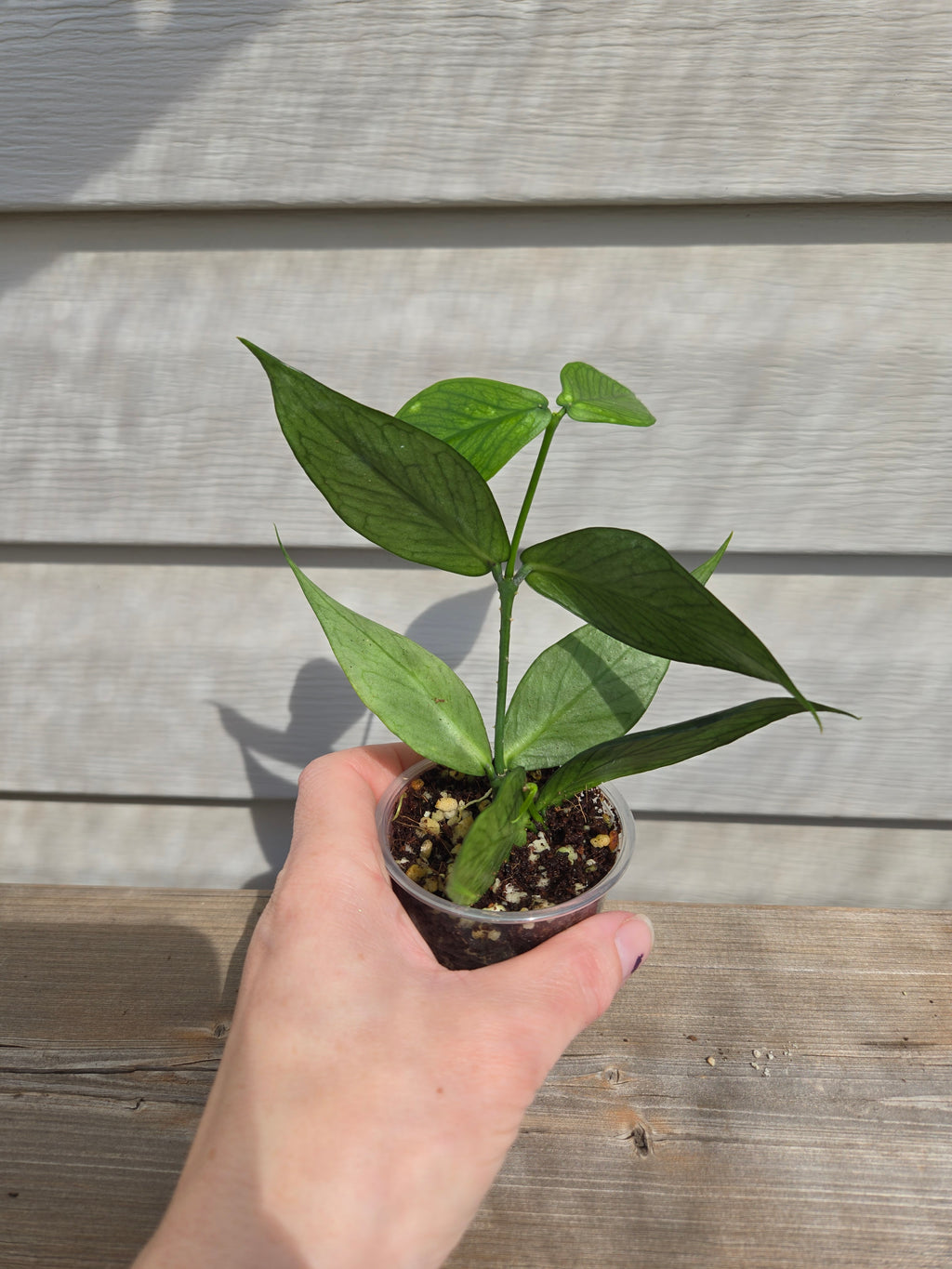 Polyneura Hoya