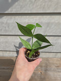 Polyneura Hoya