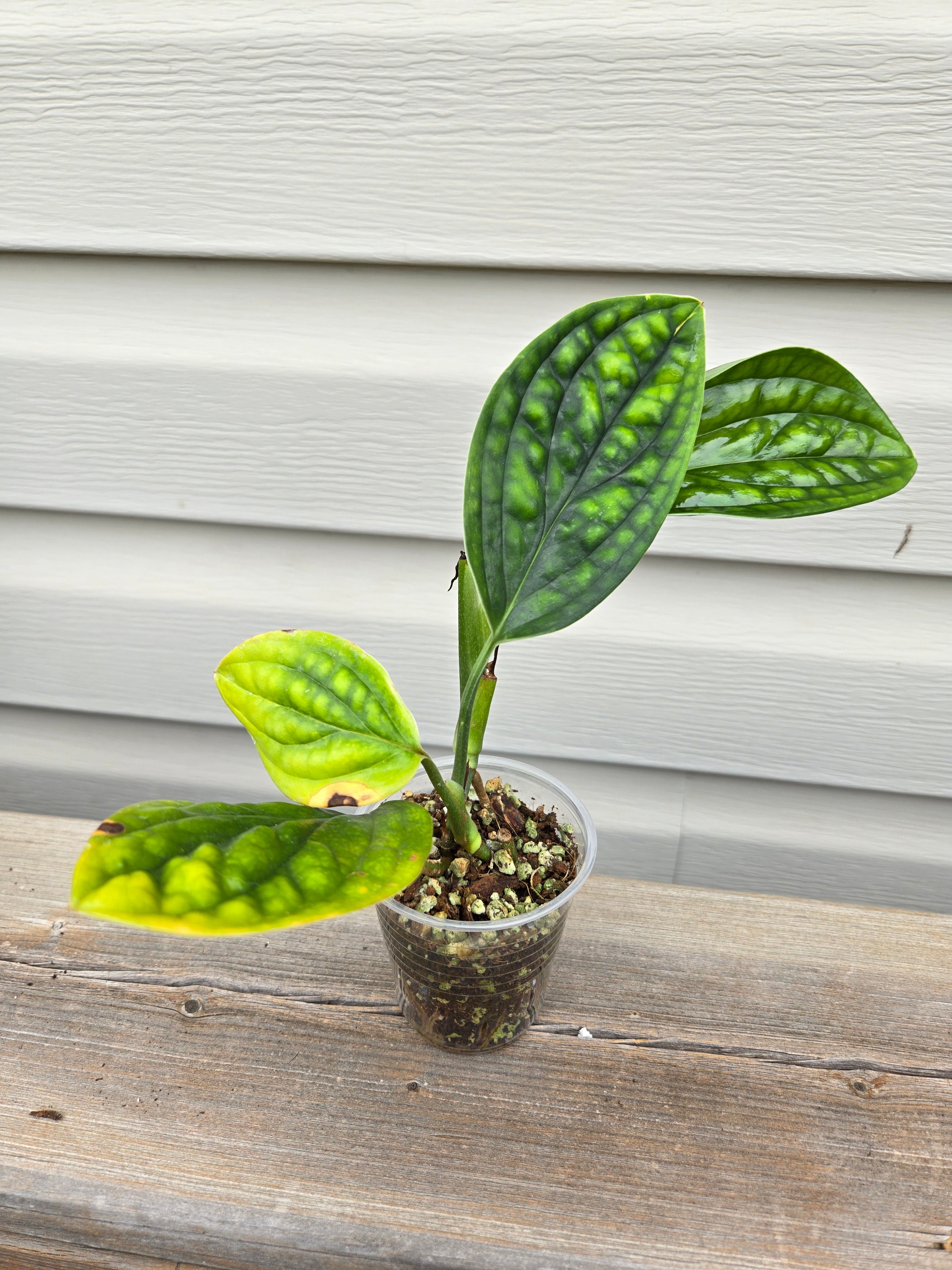 Peru Monstera