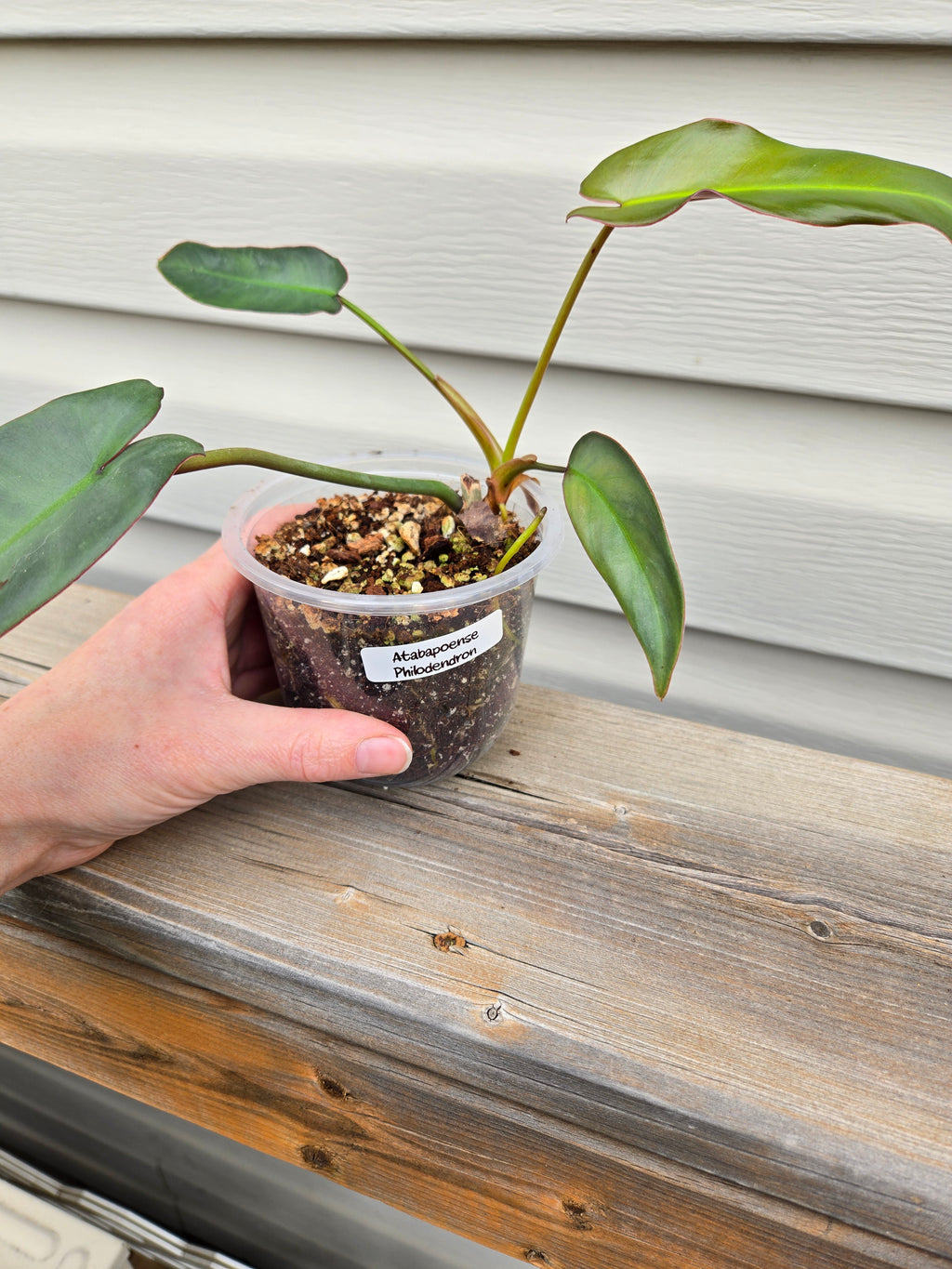 Philodendron Atabapoense