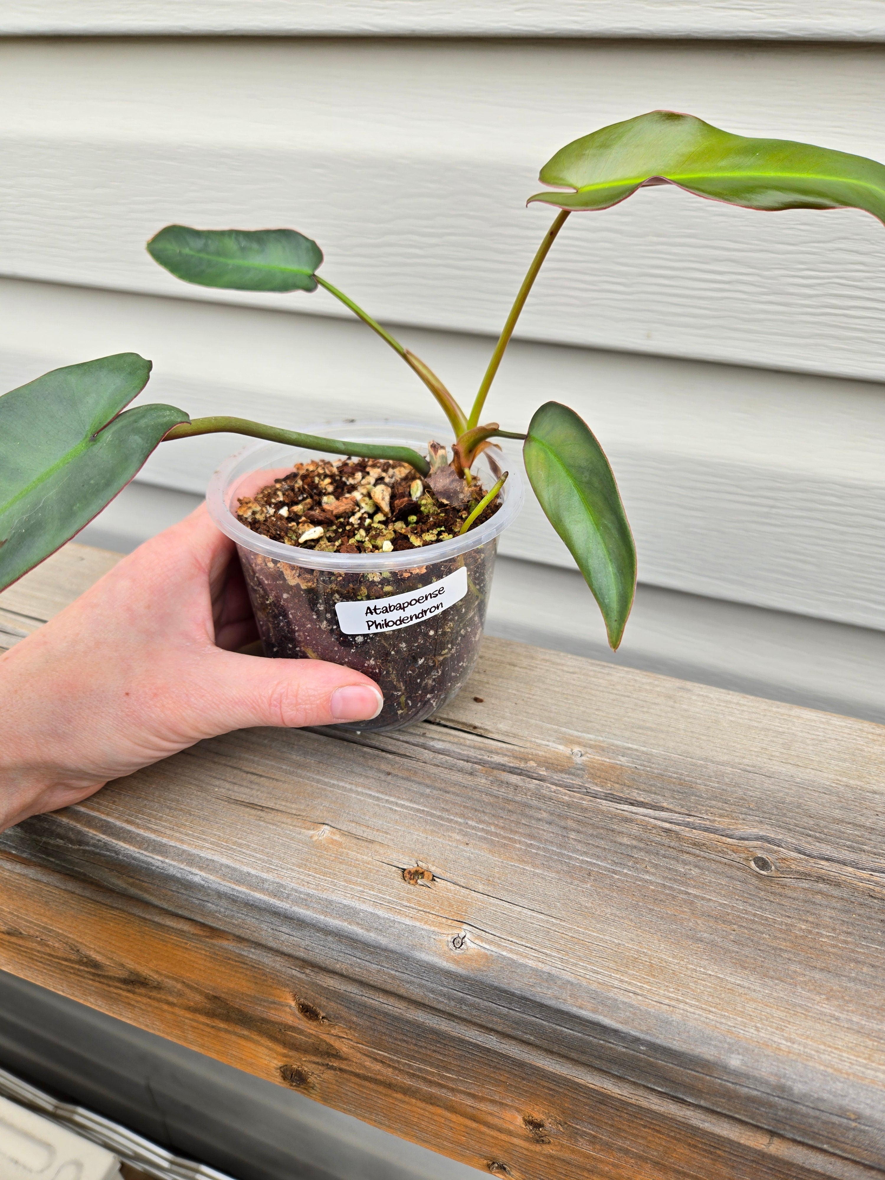Philodendron Atabapoense