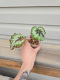 Rex Begonia - Rex Begonia