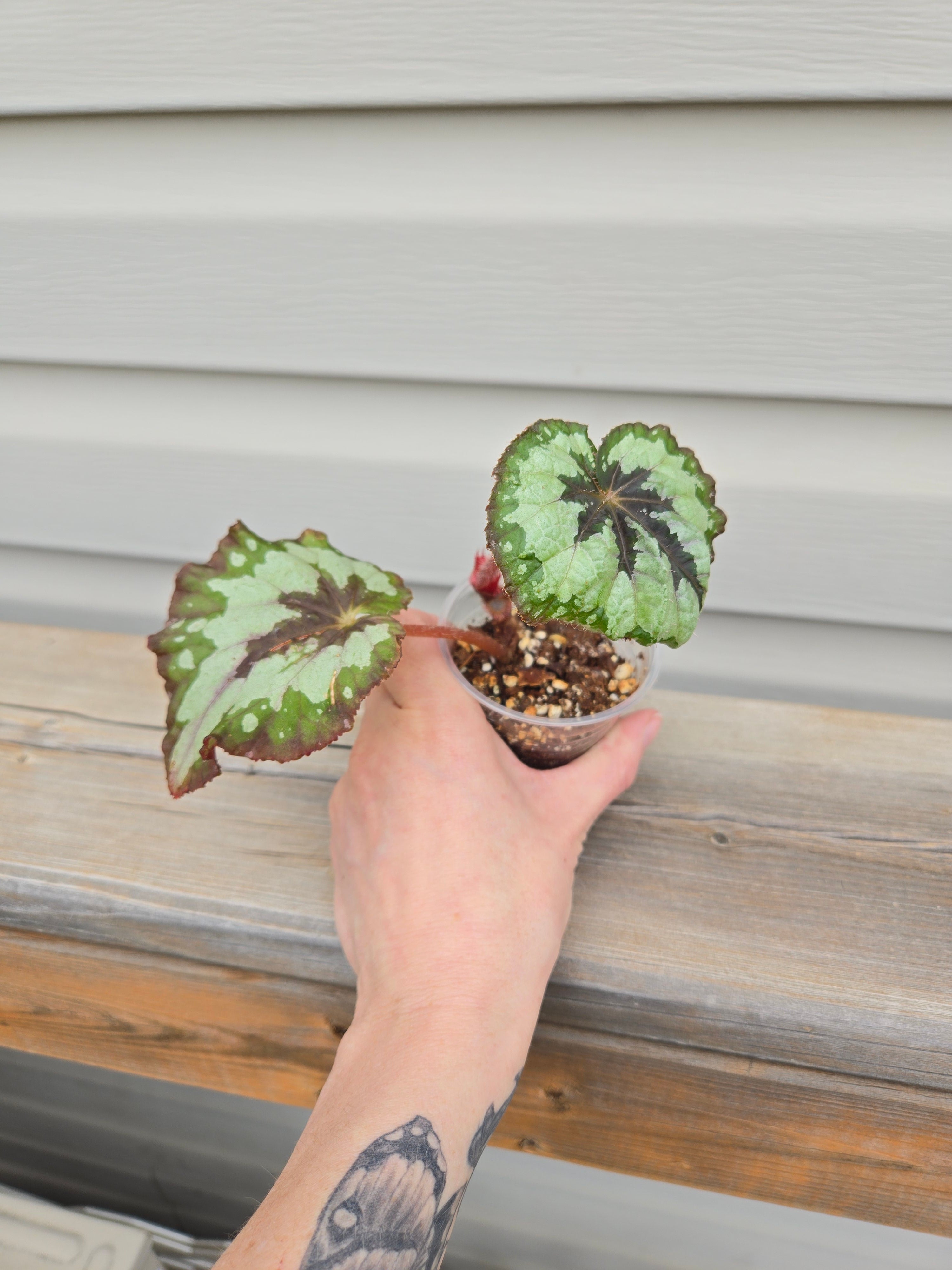 Rex Begonia - Rex Begonia