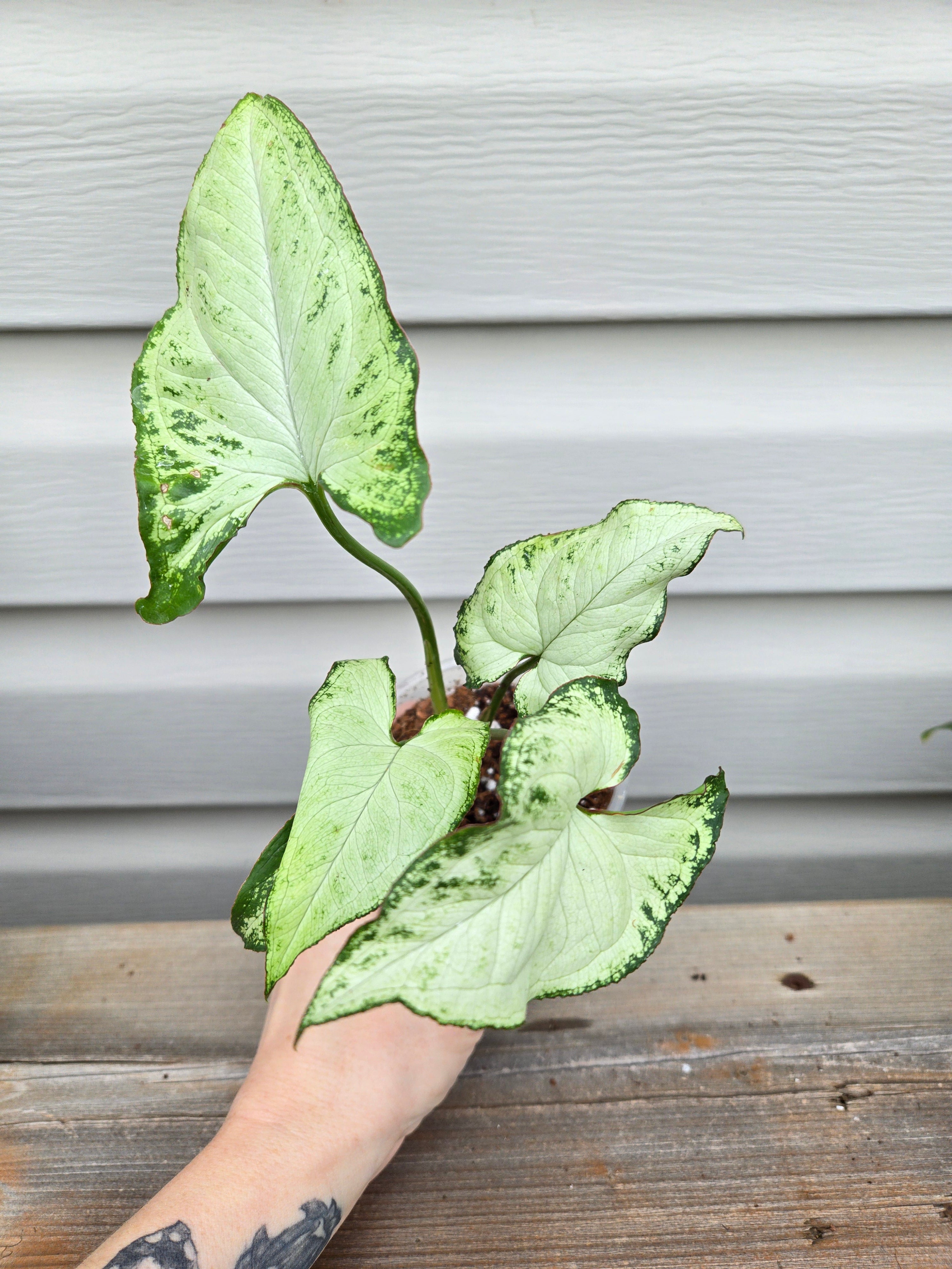 Holly Syngonium- Syngonium Holly