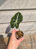 Polly Alocasia