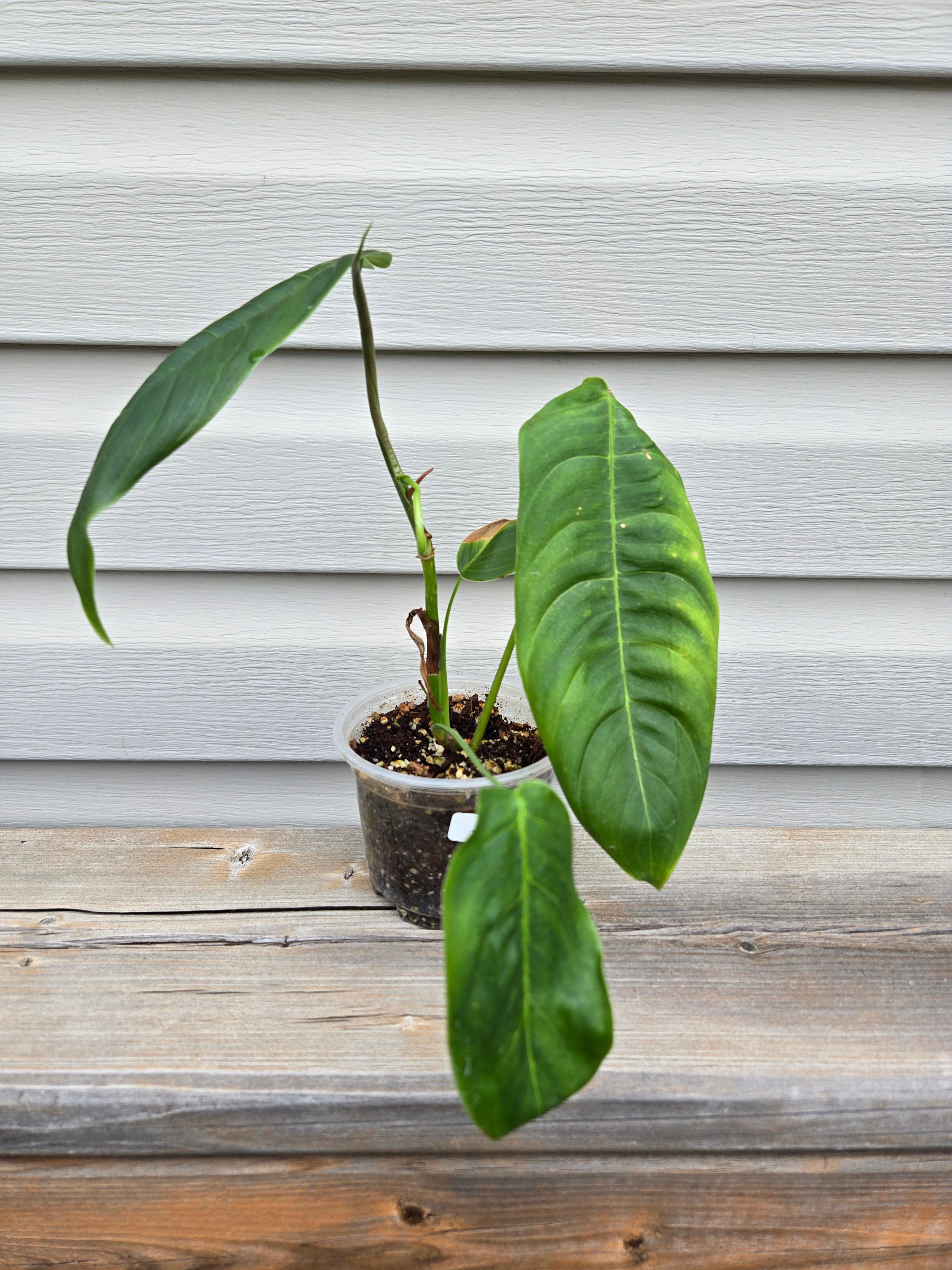 Philodendron Sharoniae - Sharoniae Philodendron